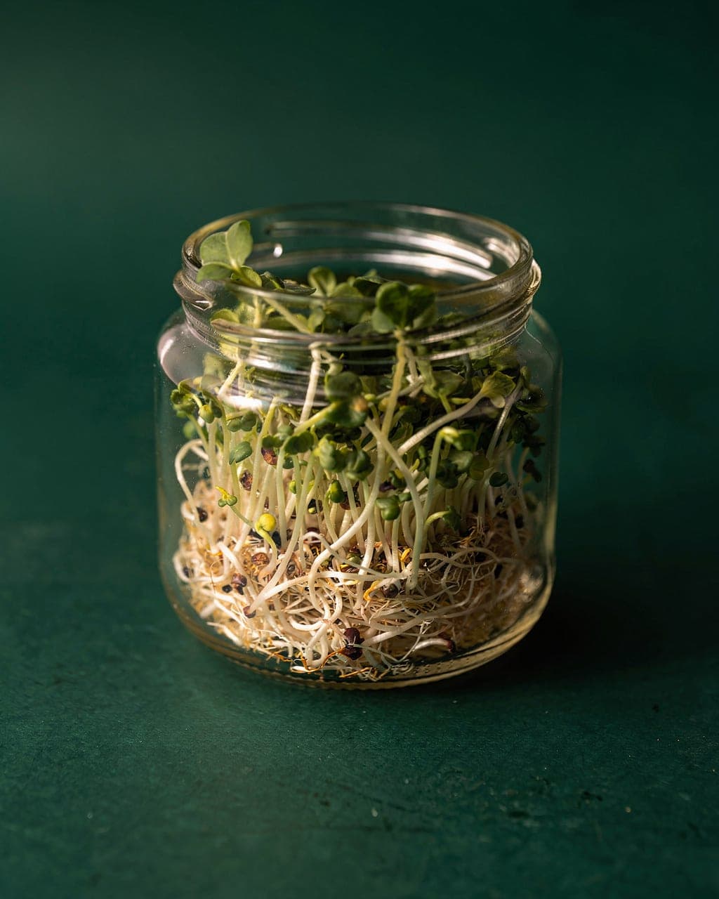 Broccoli Sprouting Seed — day-5 broccoli sprouts in mason jar · deep-forest background · raking light