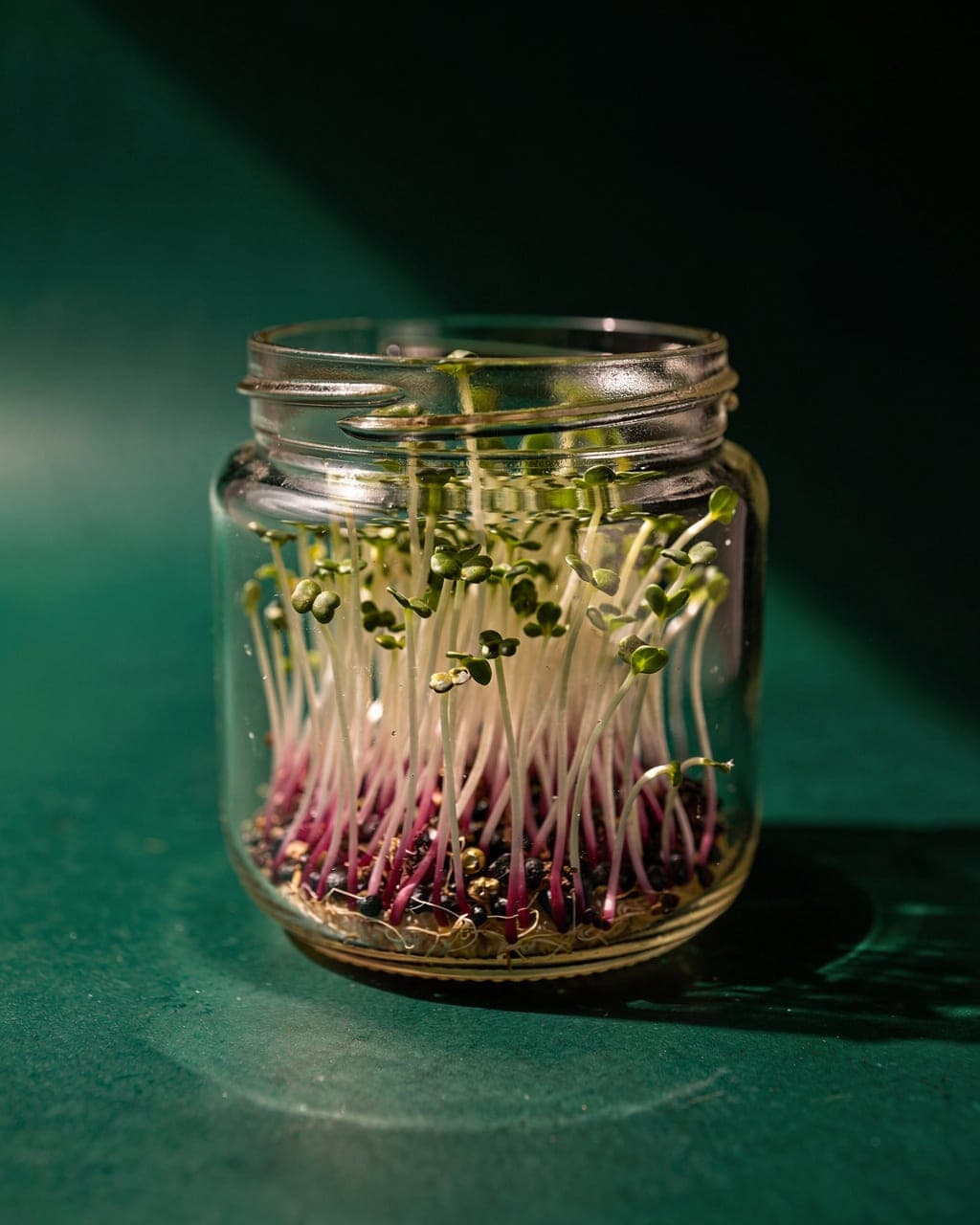 Radish Sprouting Seed — radish sprouts, pink stems, day 4