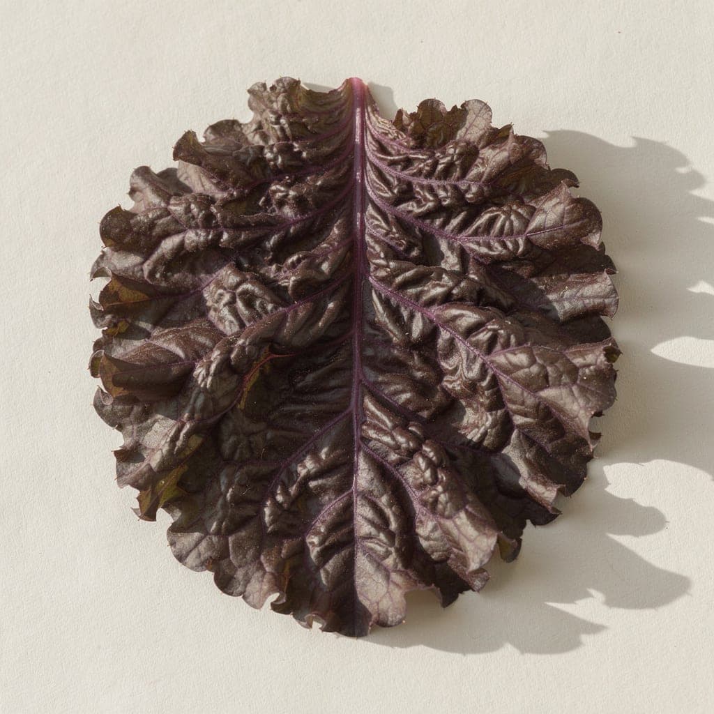 Red Russian Kale — leaf macro