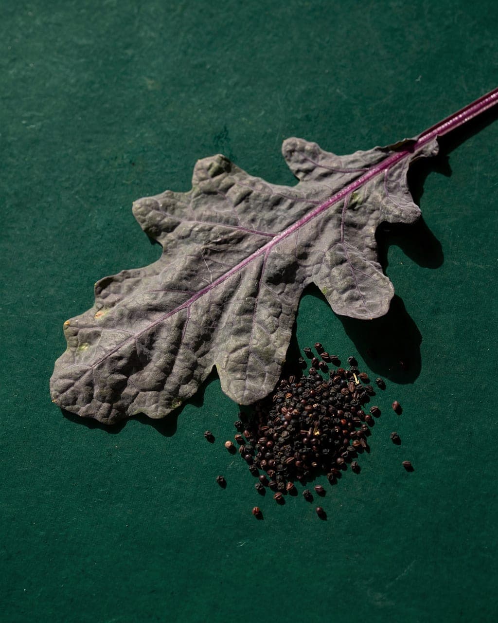Red Russian Kale — red russian leaves, purple stems