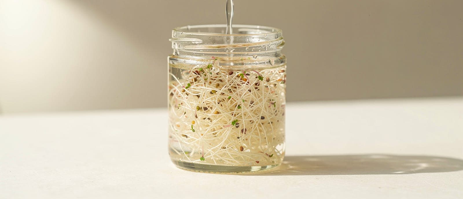 rinse under tap, day-3 tangle of roots