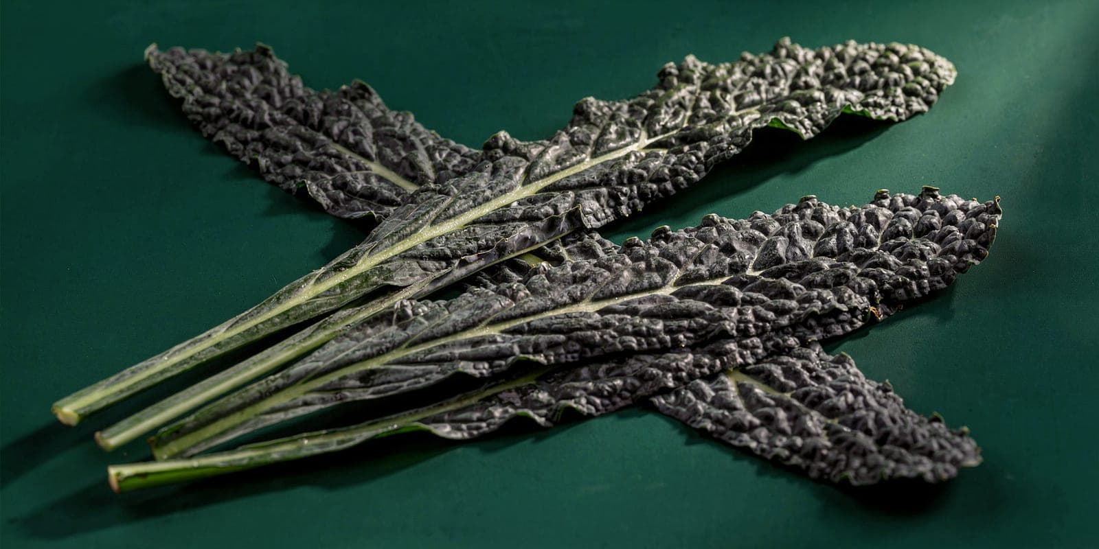 Lacinato Kale — lacinato leaves, raking light, deep-forest bg