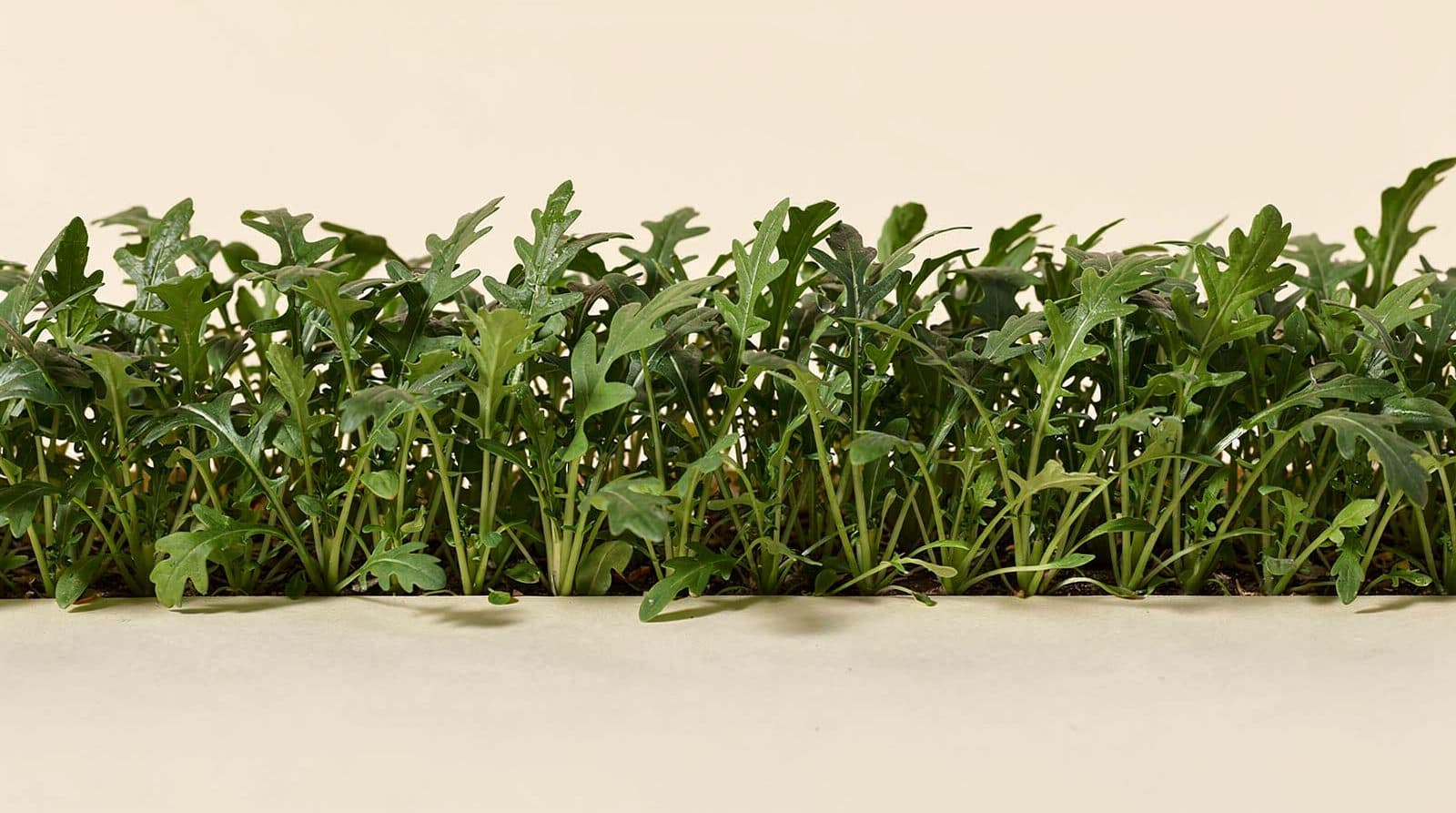 Arugula plants in a field row