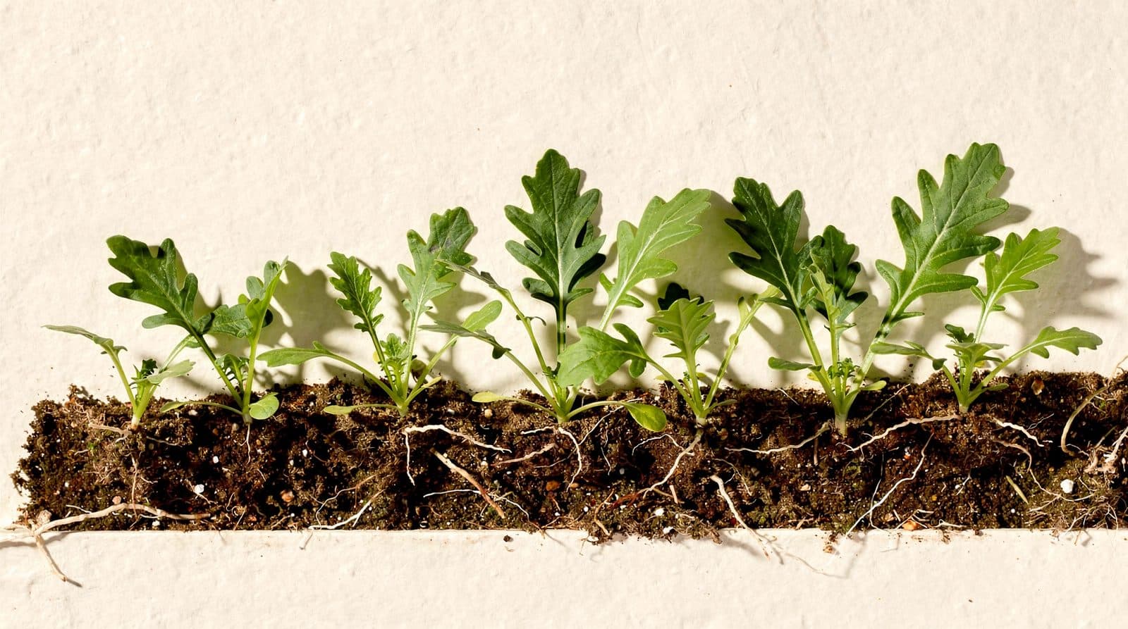 Arugula plants in a home garden