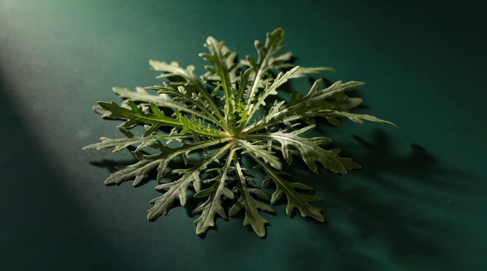 Arugula plants in even light