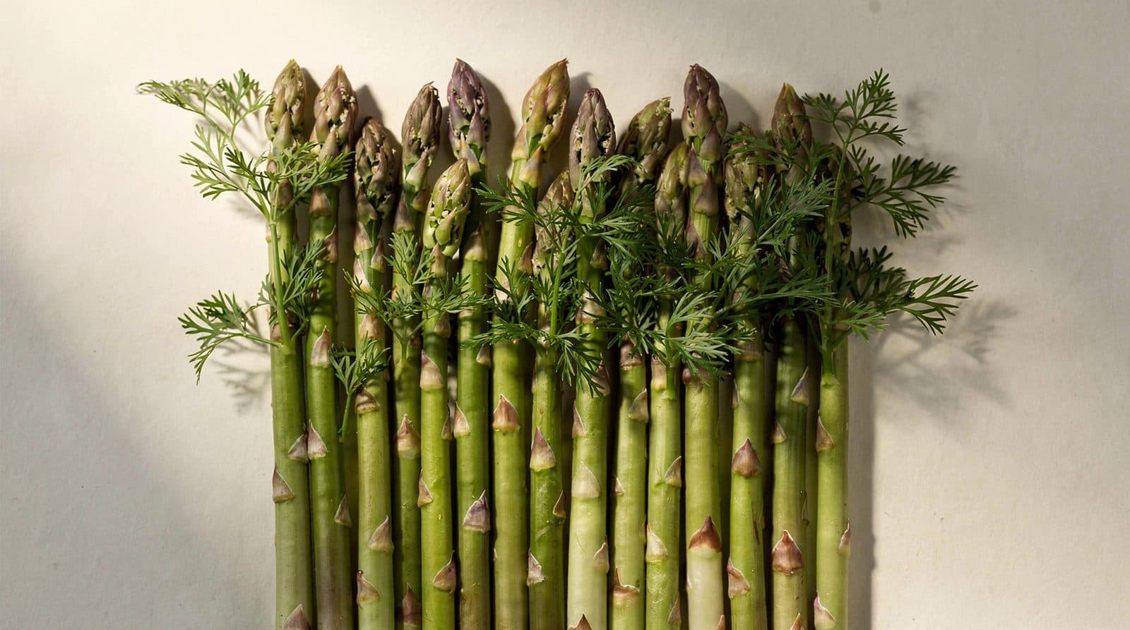 Asparagus plants in a field row