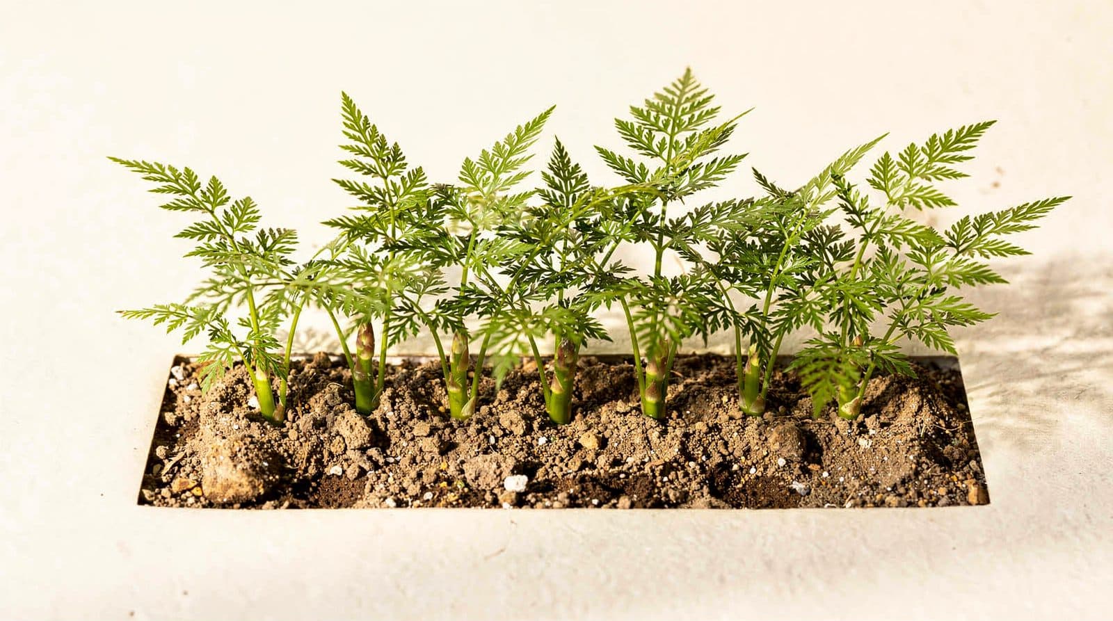 Asparagus plants in a home garden
