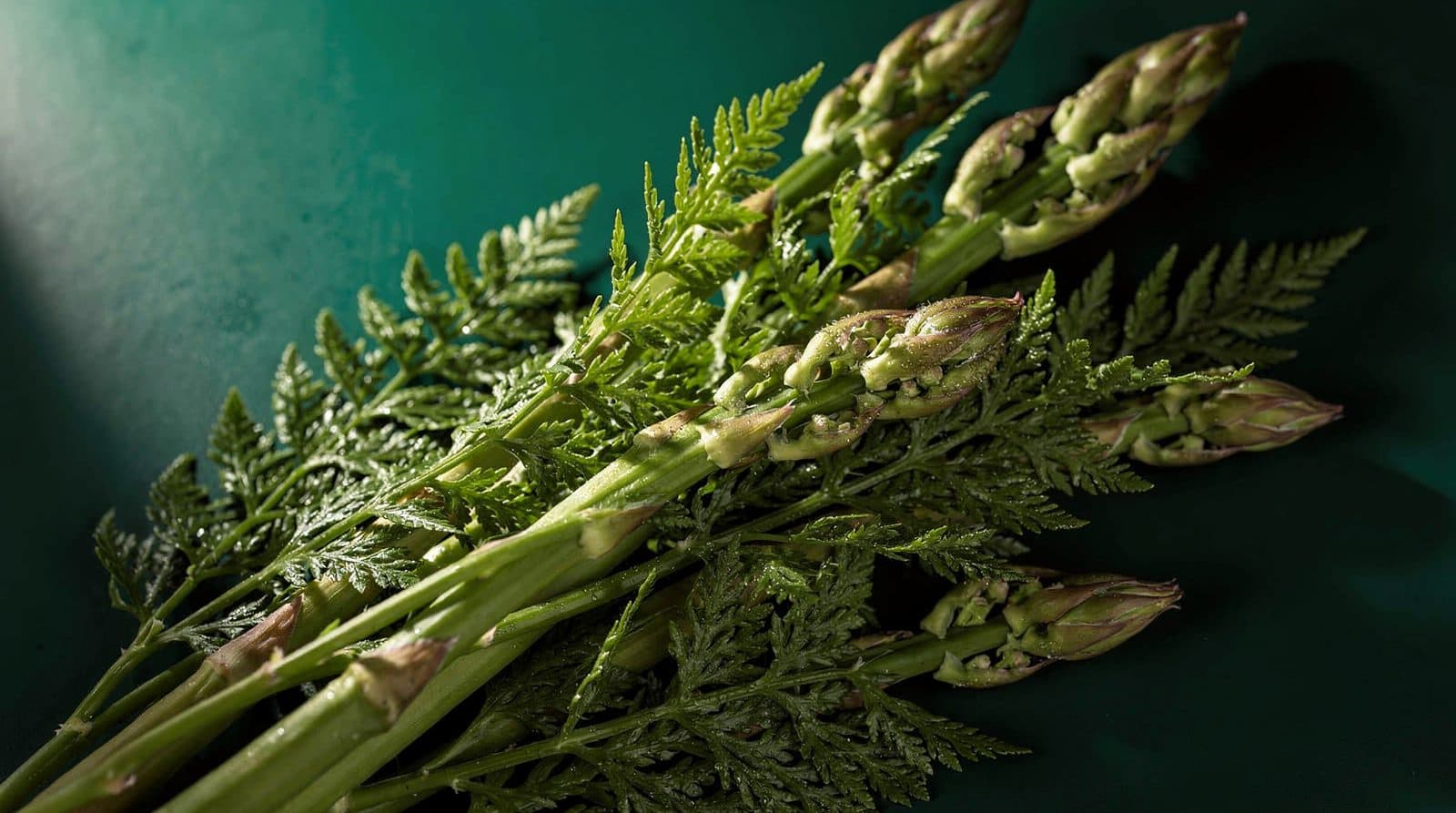 Asparagus plants in even light