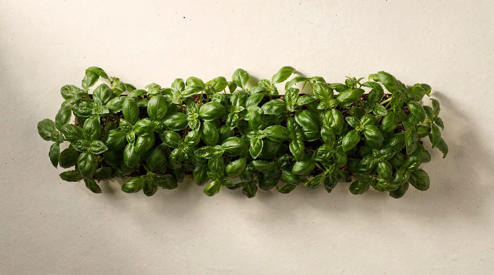 Basil plants in a field row