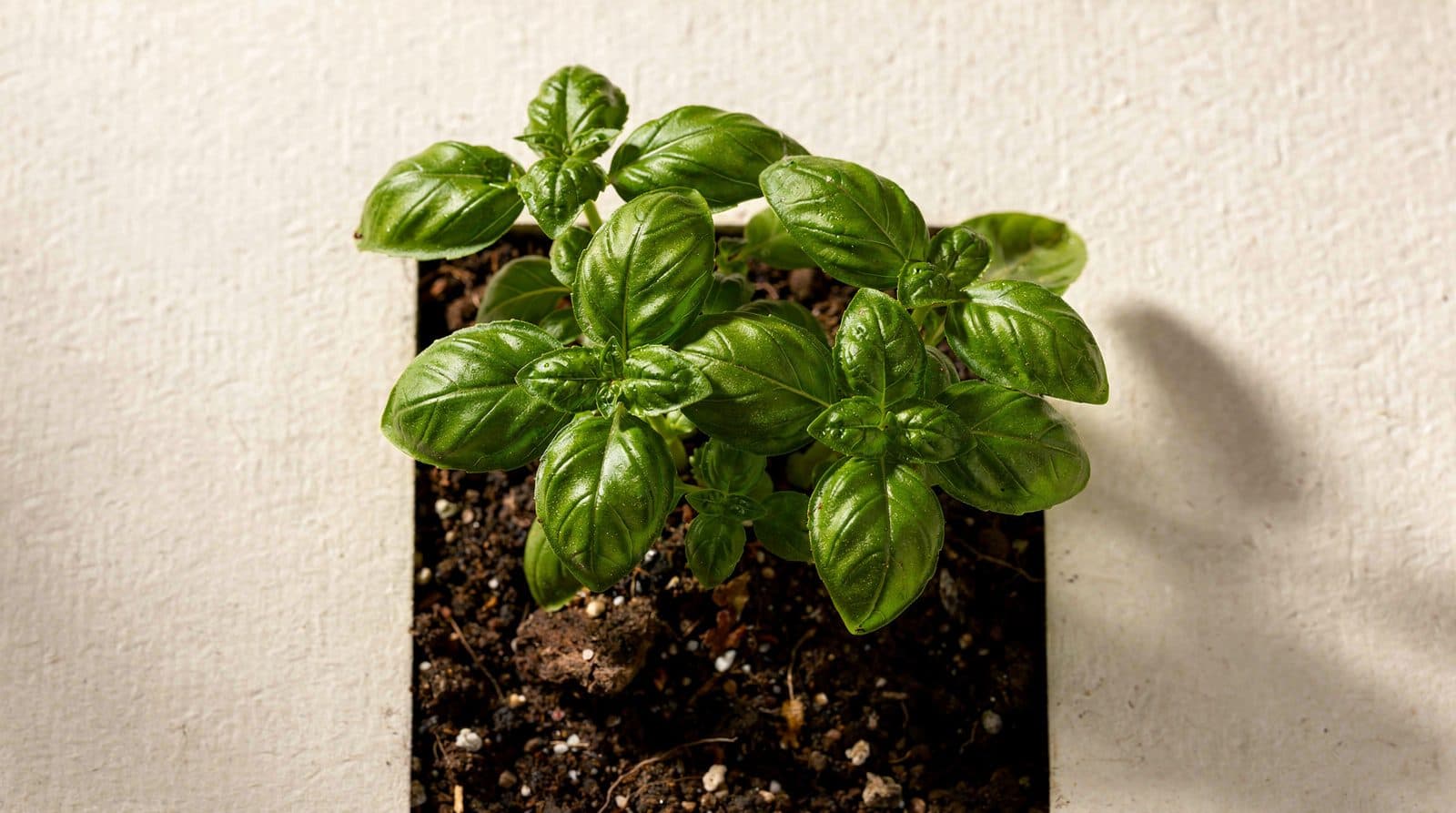 Basil plants in a home garden bed