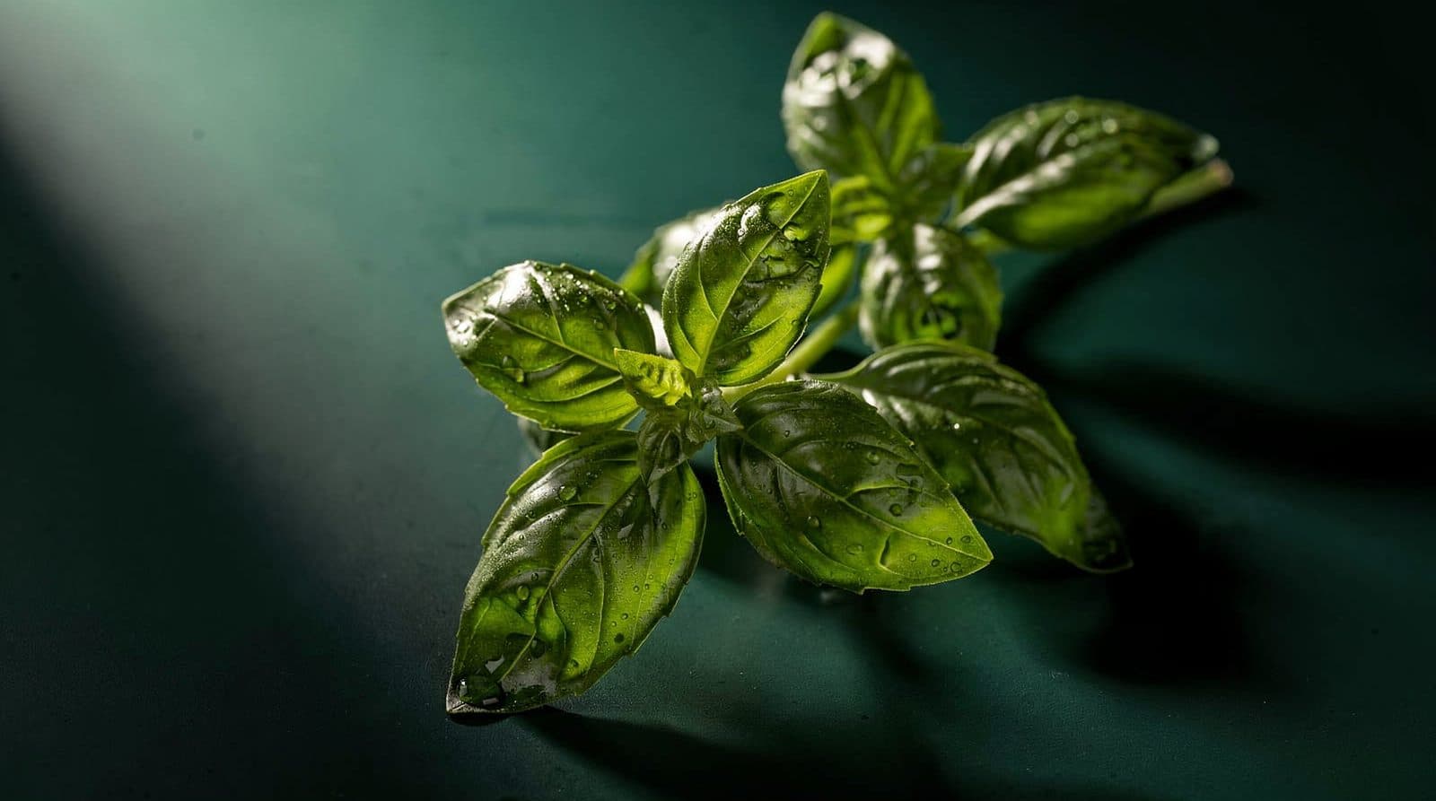 Basil foliage in even light