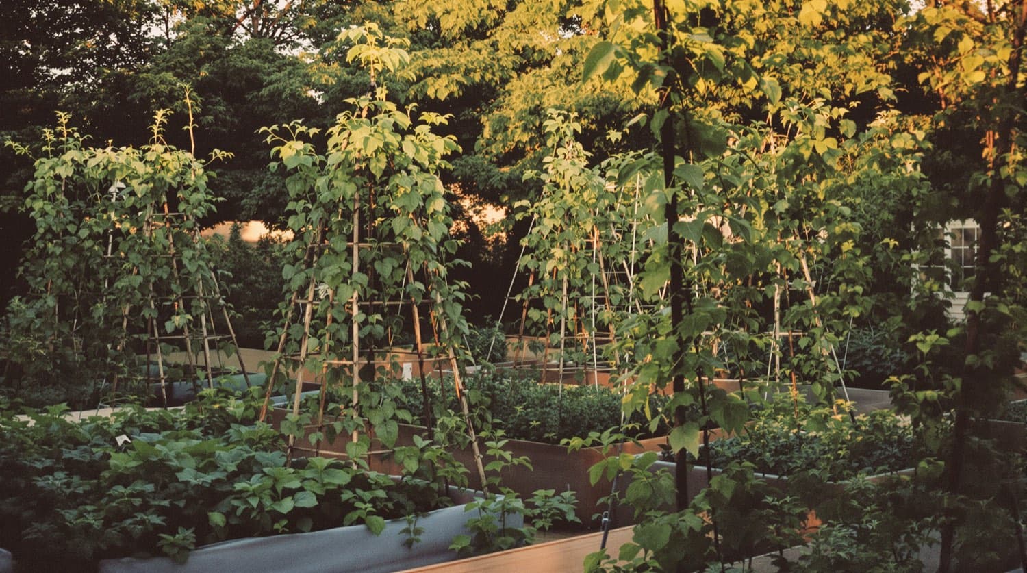 Bean plants in a home garden