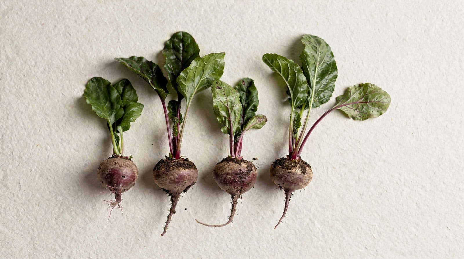 Beet plants in a field row