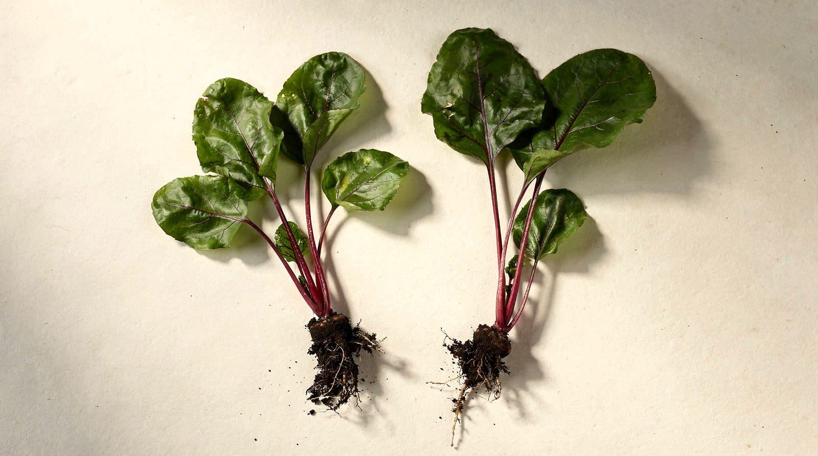 Beet plants in a home garden