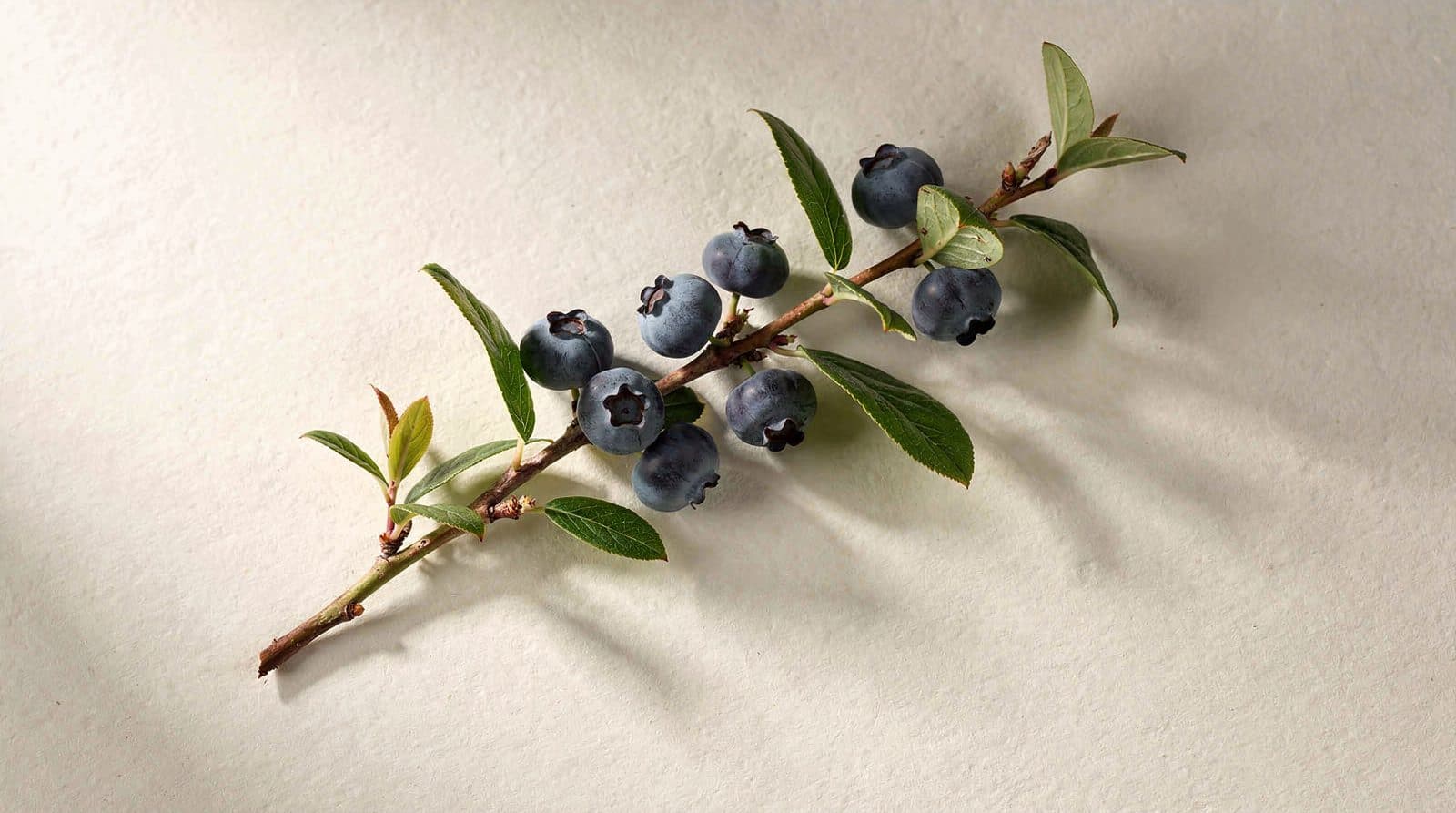 Blueberry plants in a field row