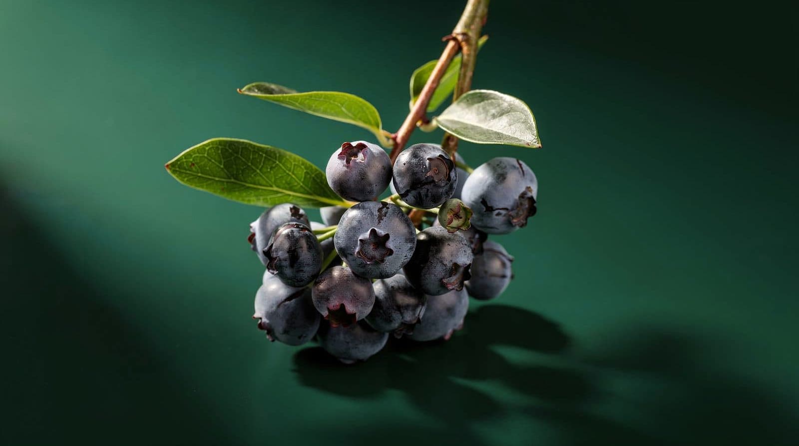 Blueberry plants in even light