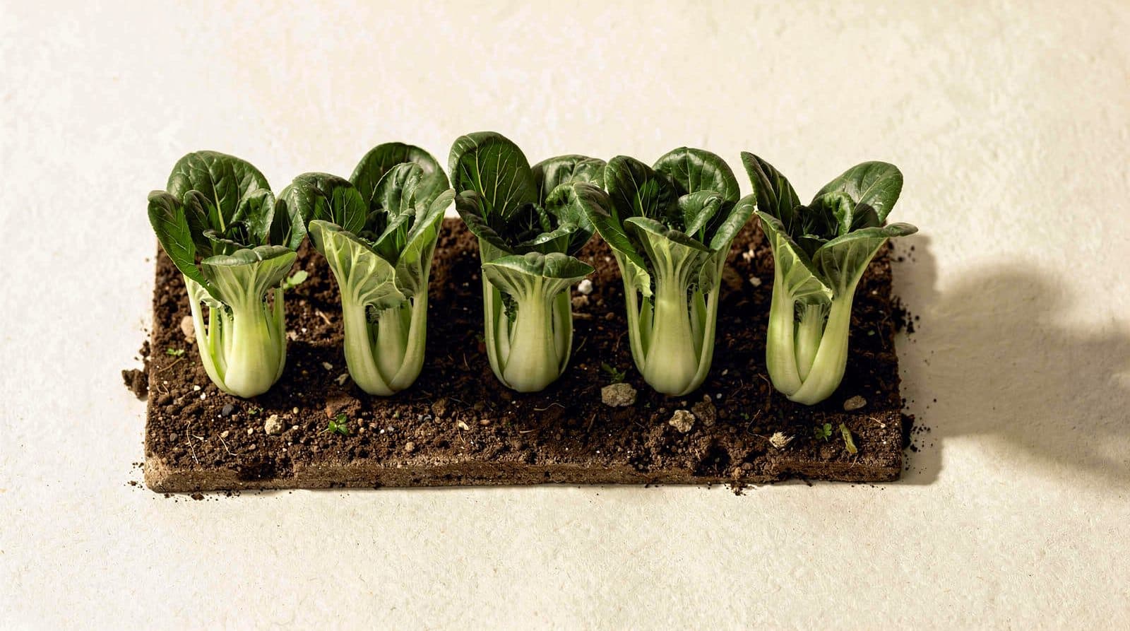 Bok choy in a home garden bed