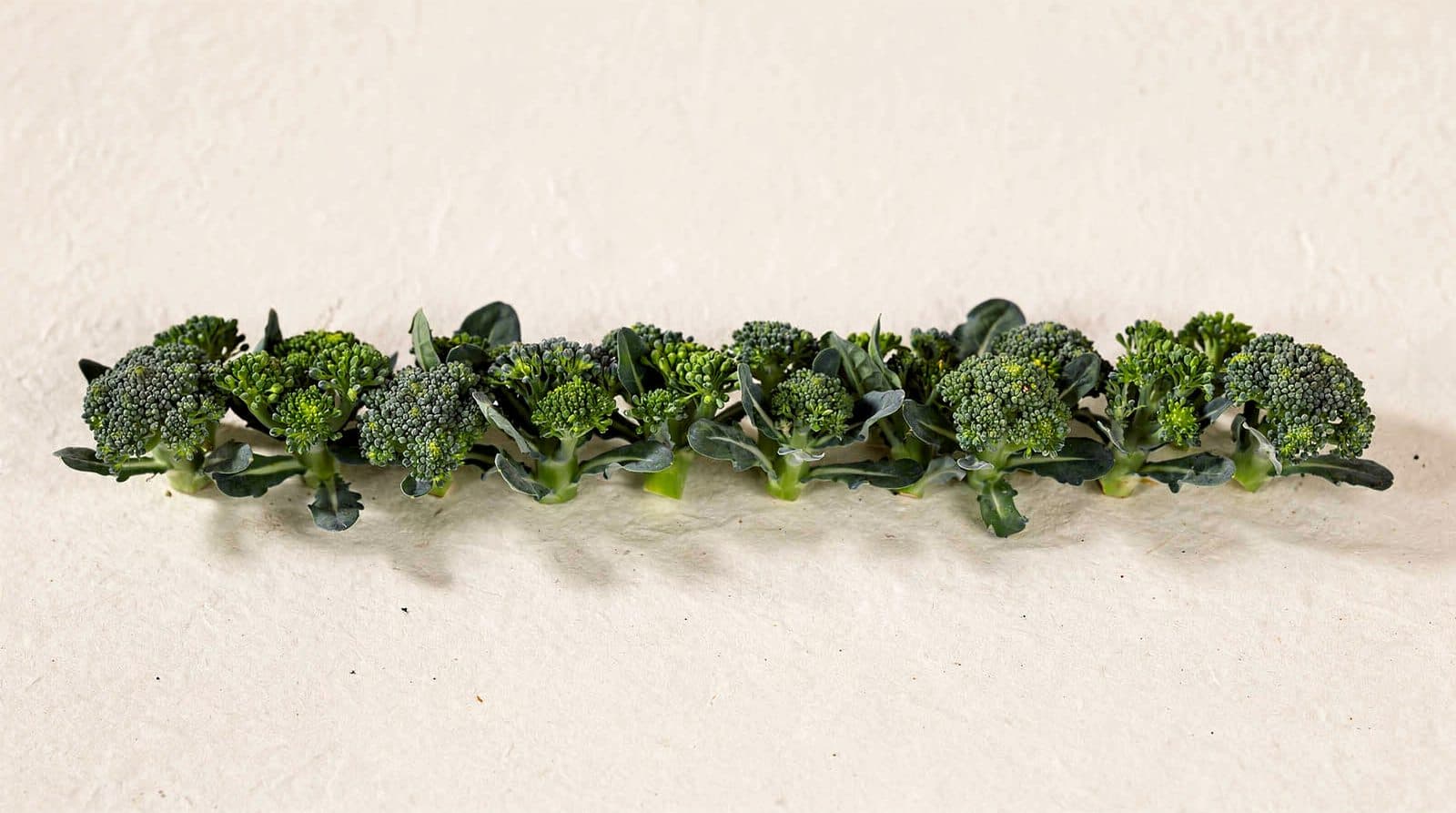 Broccoli plants in a field row