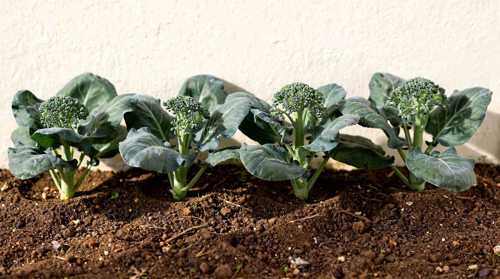 Broccoli plants in a home garden