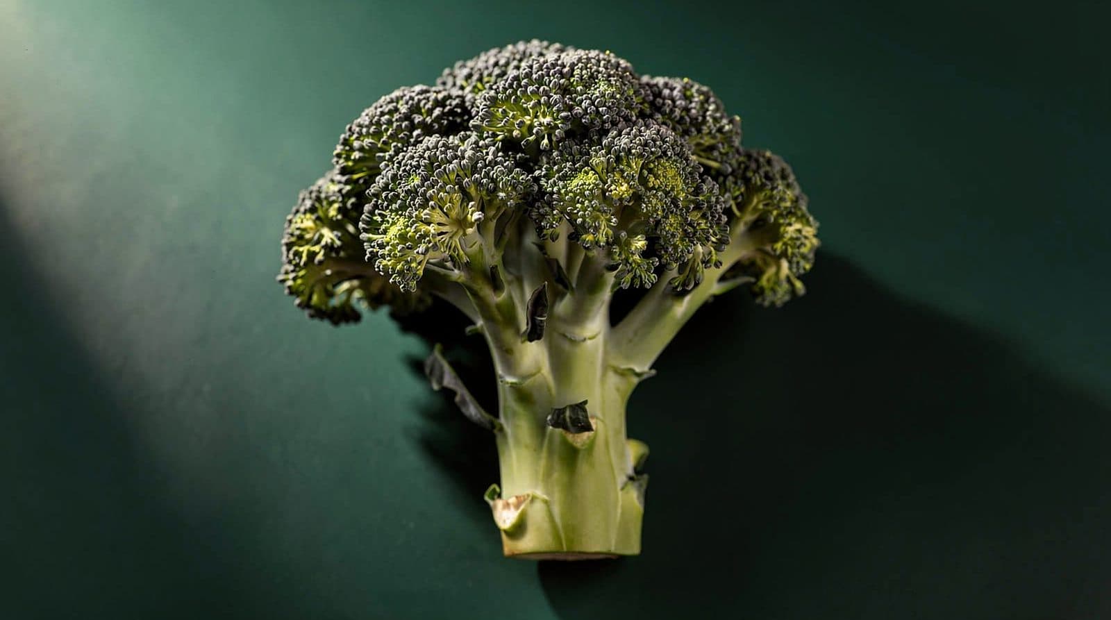 Broccoli heads in even light