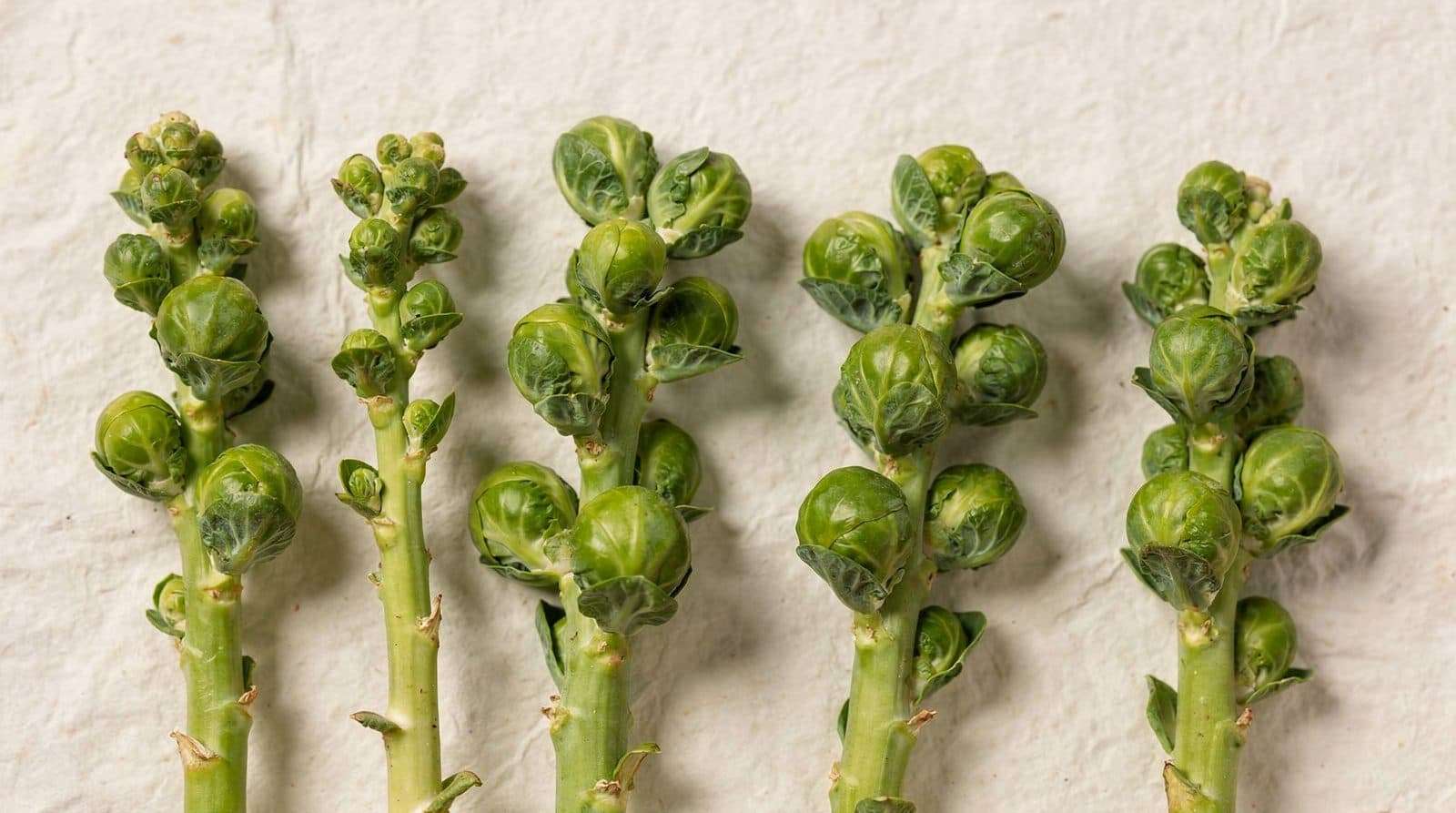 Brussels sprouts plants in a field row