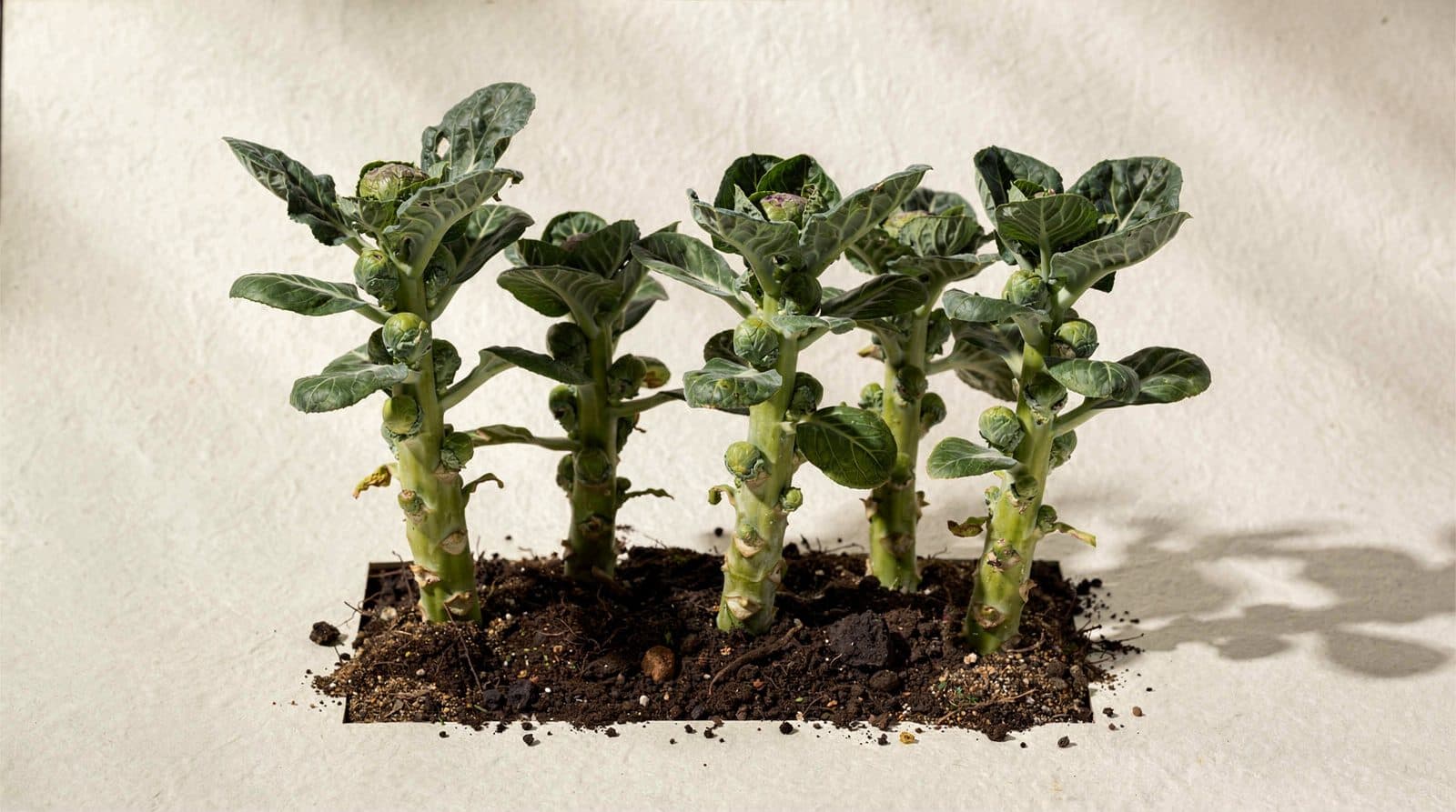 Brussels sprouts plants in a home garden