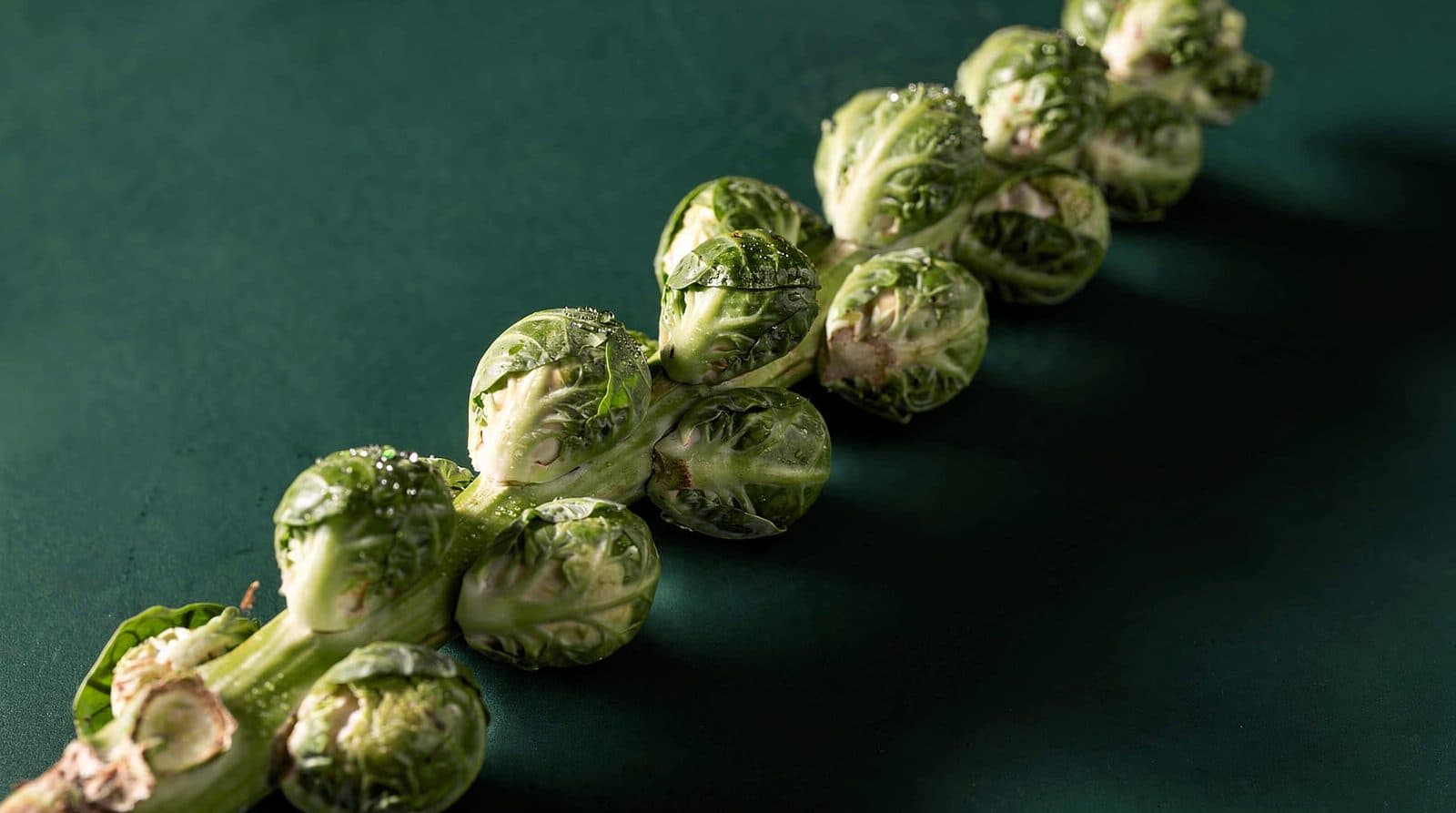 Brussels sprouts on a stalk in even light
