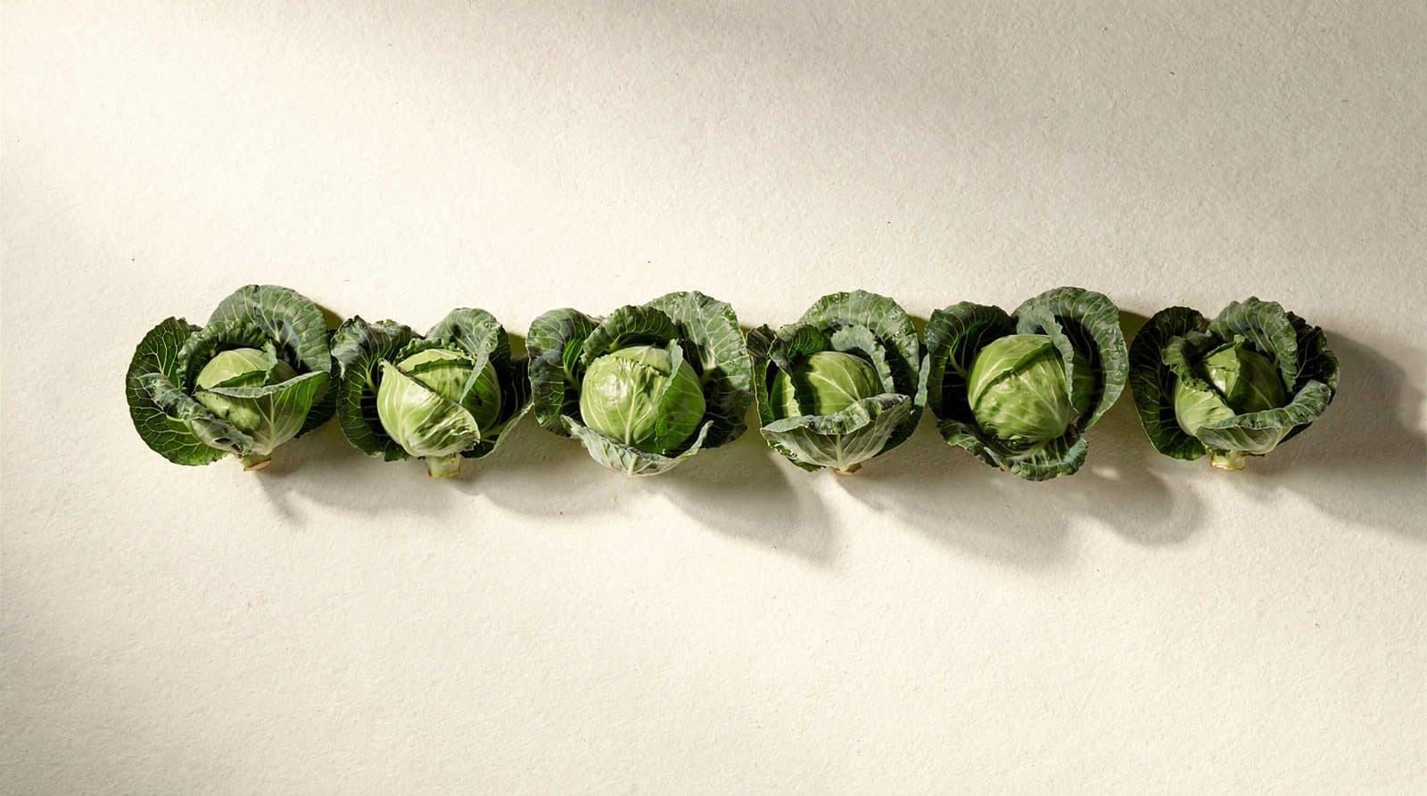 Cabbage plants in a field row