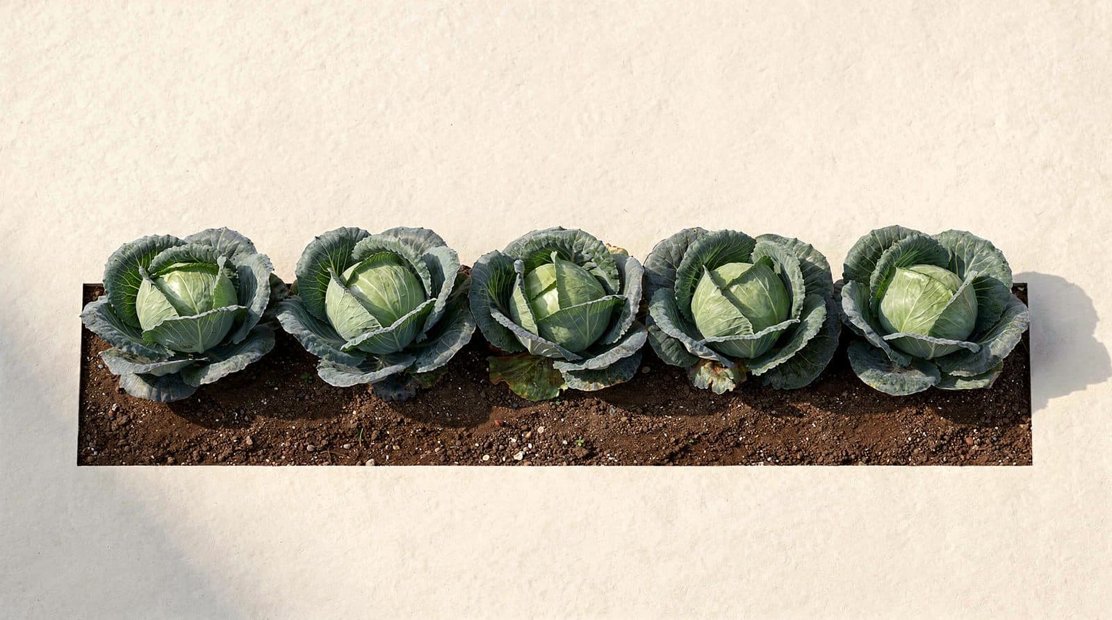 Cabbage plants in a home garden