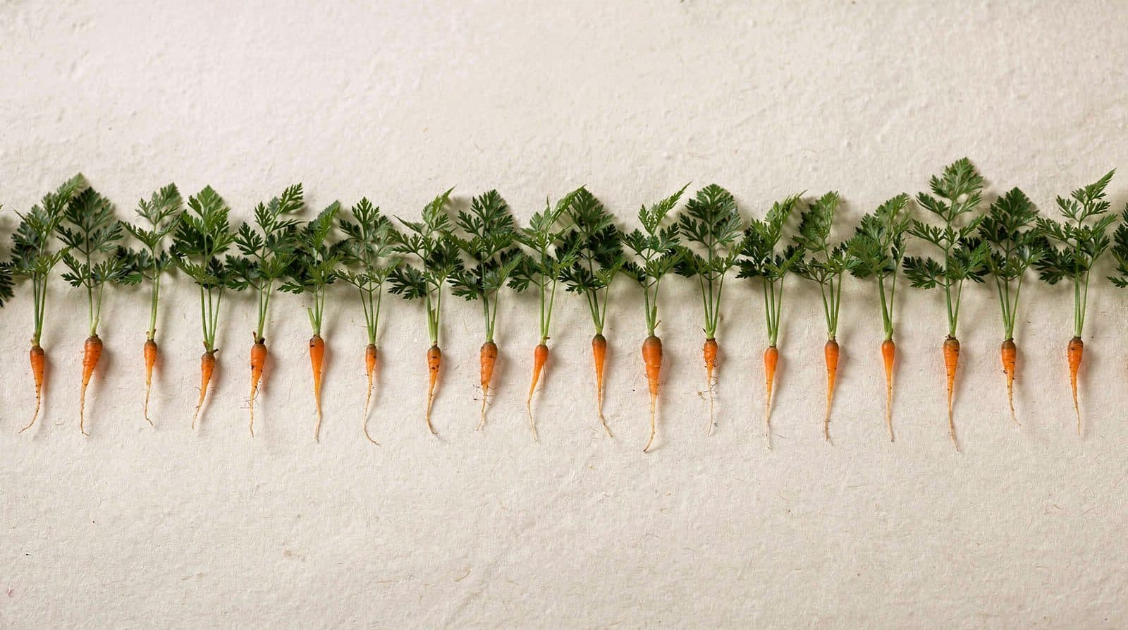 Carrot plants in a field row