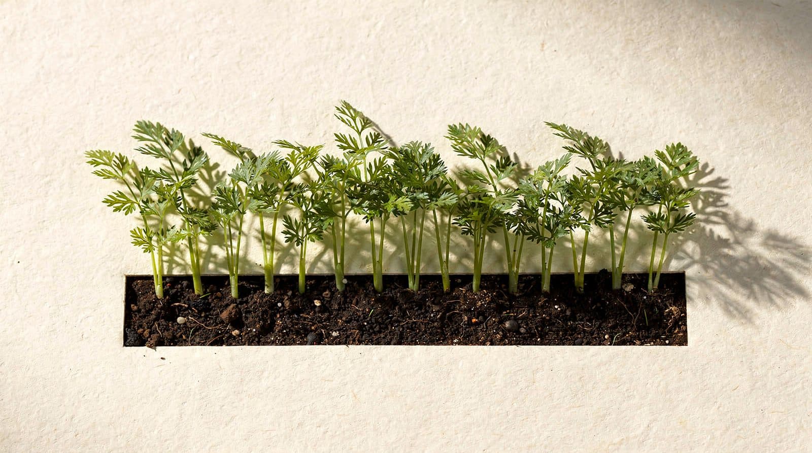 Carrot plants in a home garden