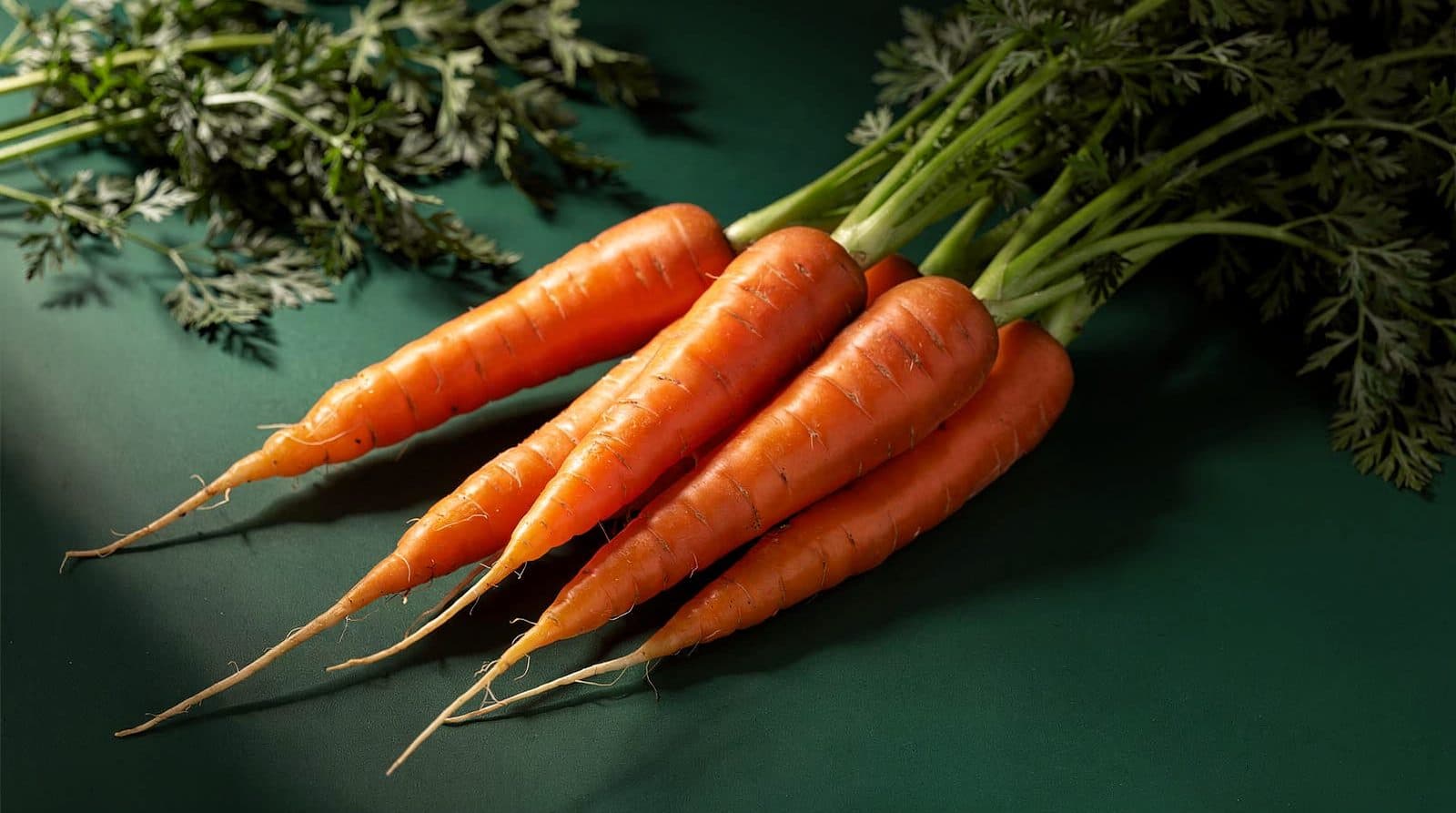 Carrot roots in even light