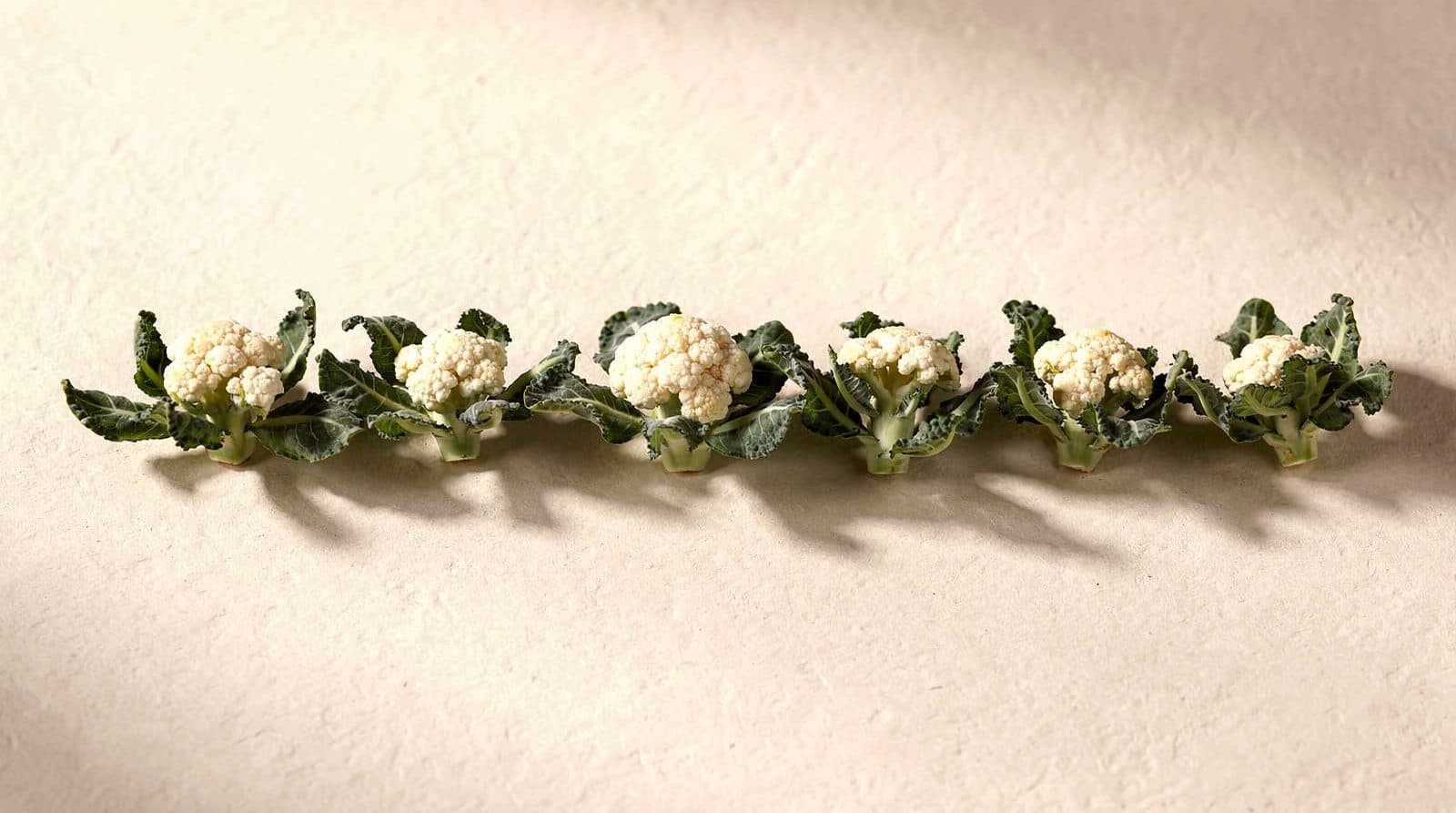 Cauliflower plants in a field row