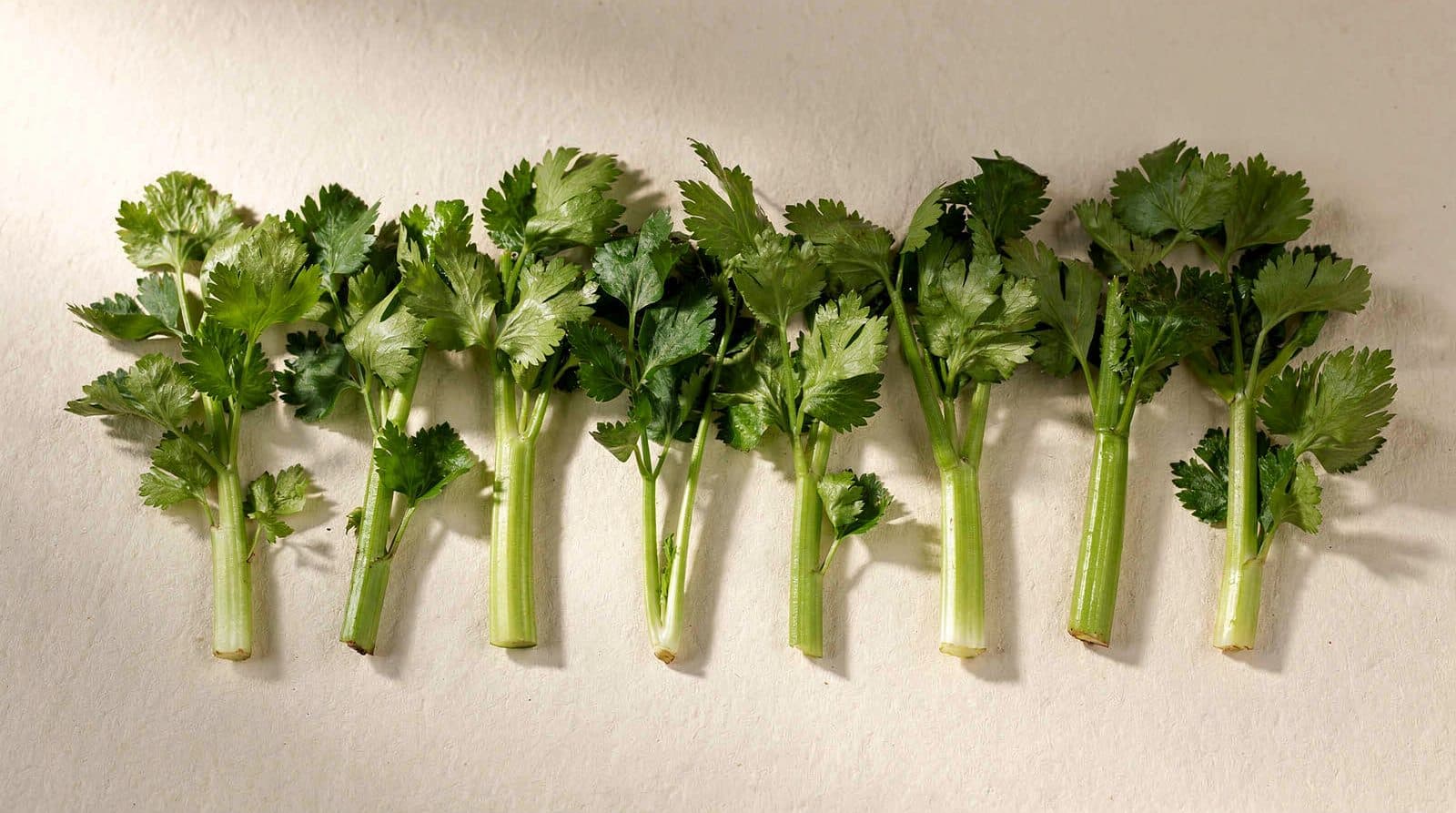 Celery rows in a field