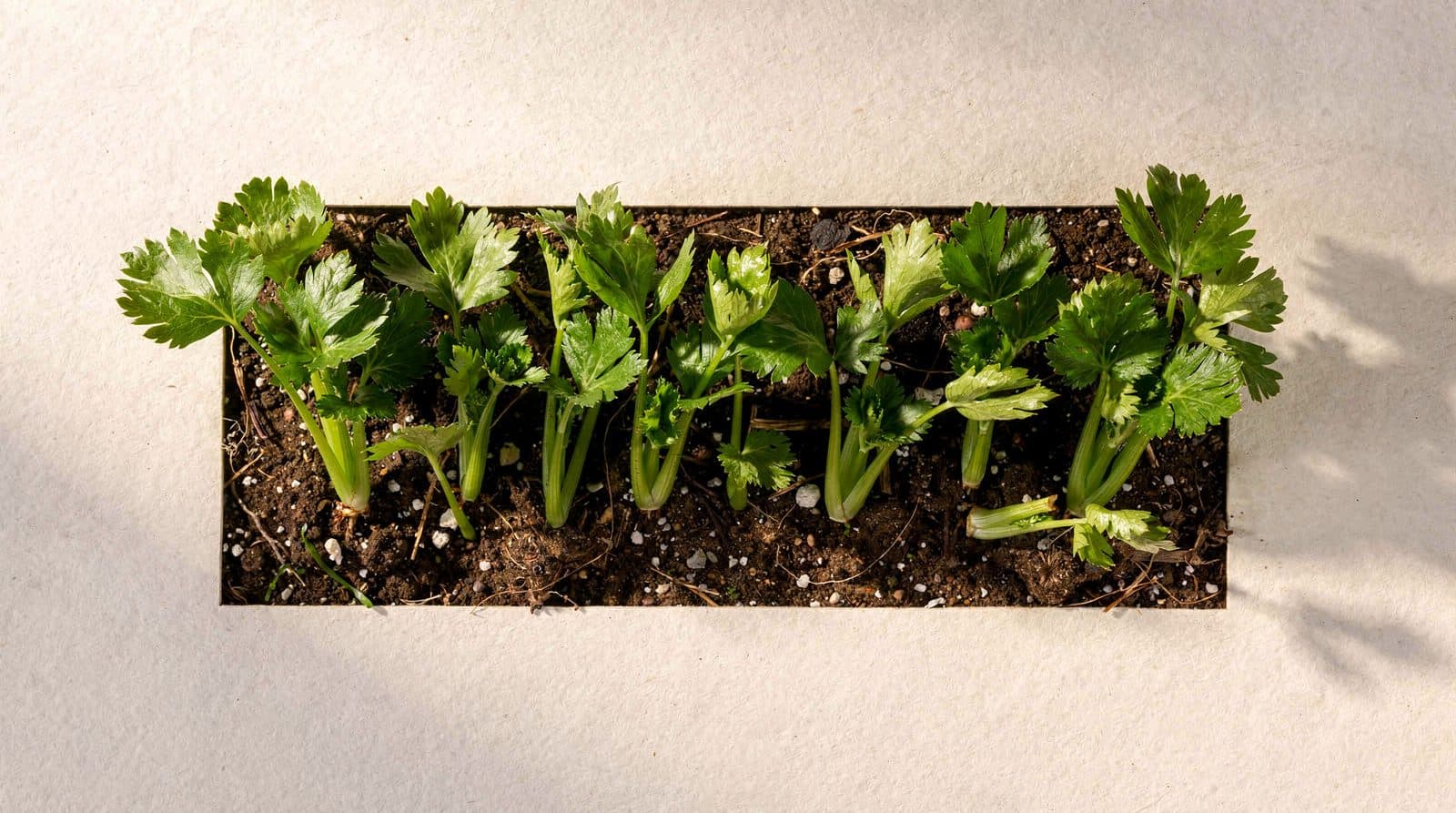 Celery in a home garden bed