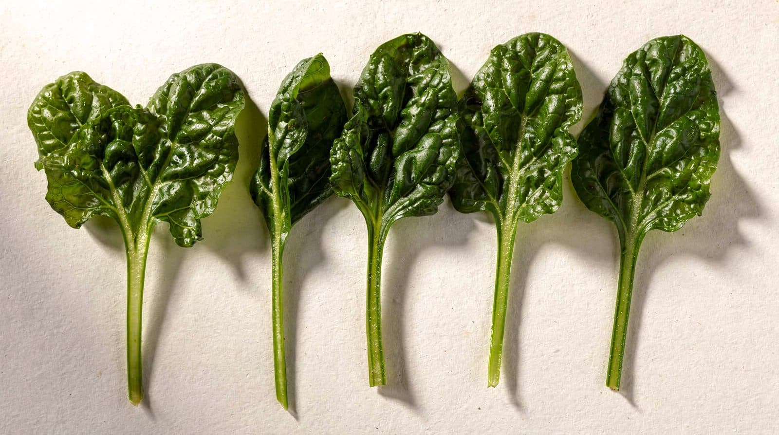 Swiss chard plants in a field row