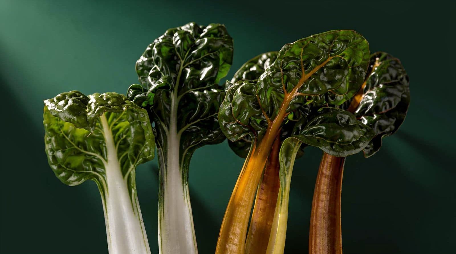 Swiss chard plants in even light