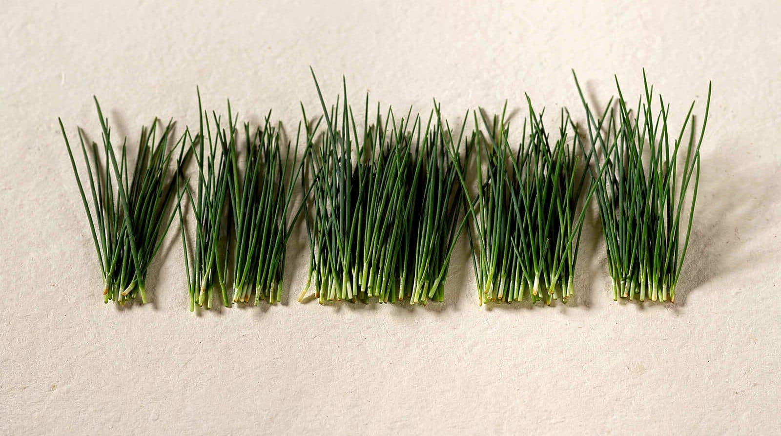Chive plants in a field row