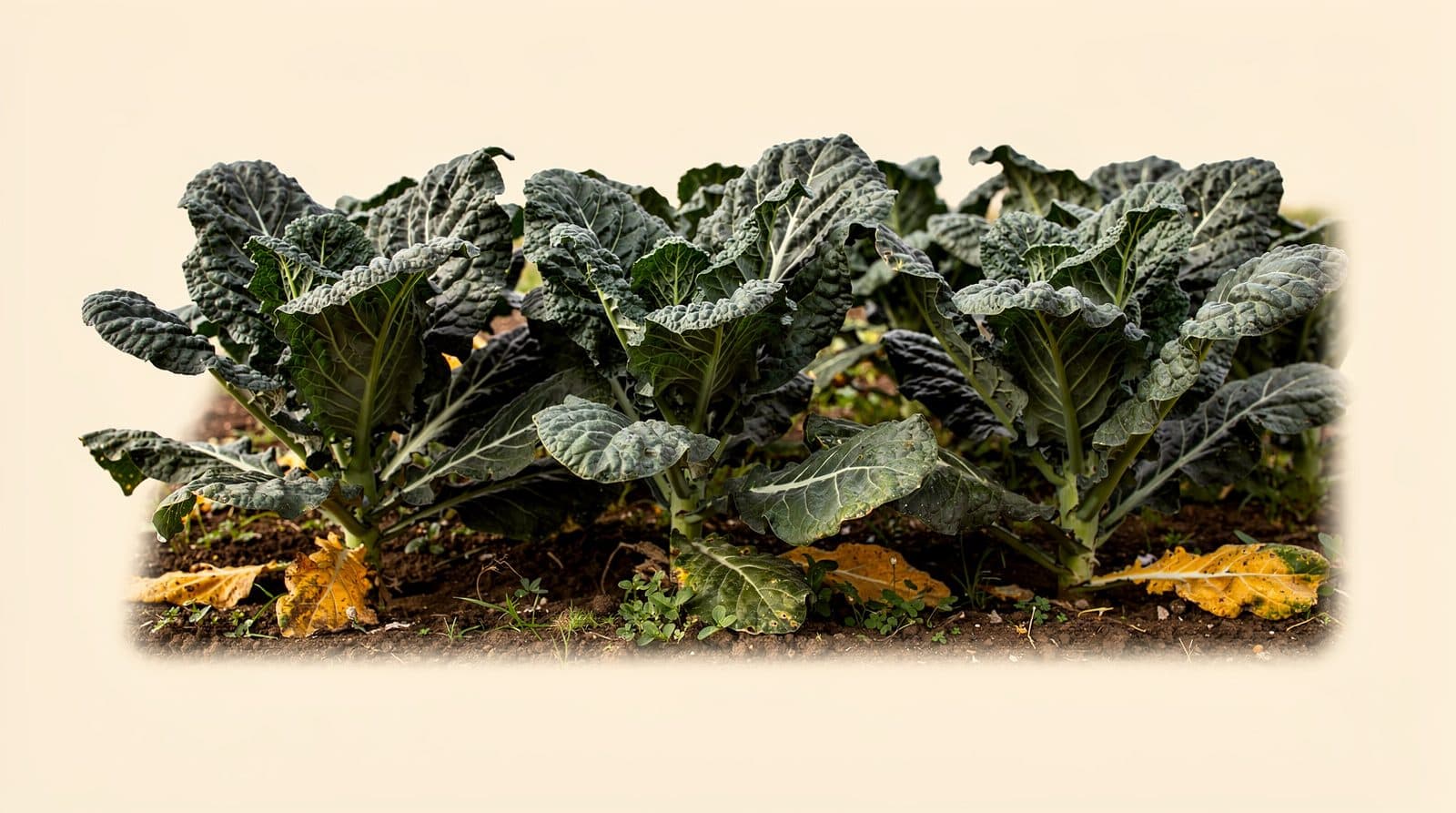 Collard rows in a field