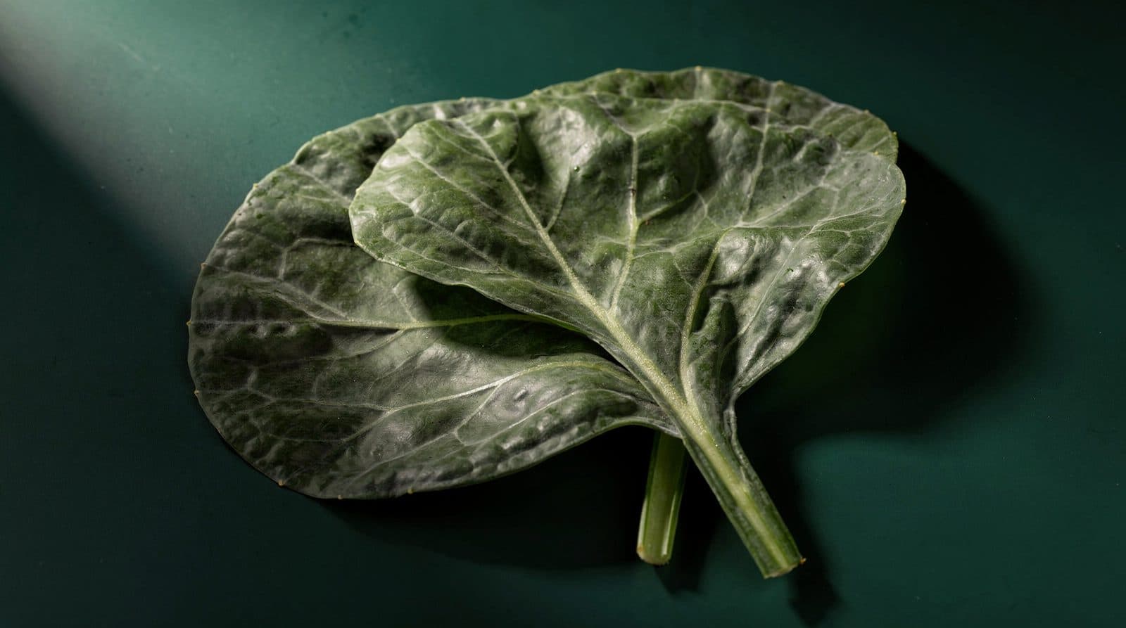 Collard plants in even light