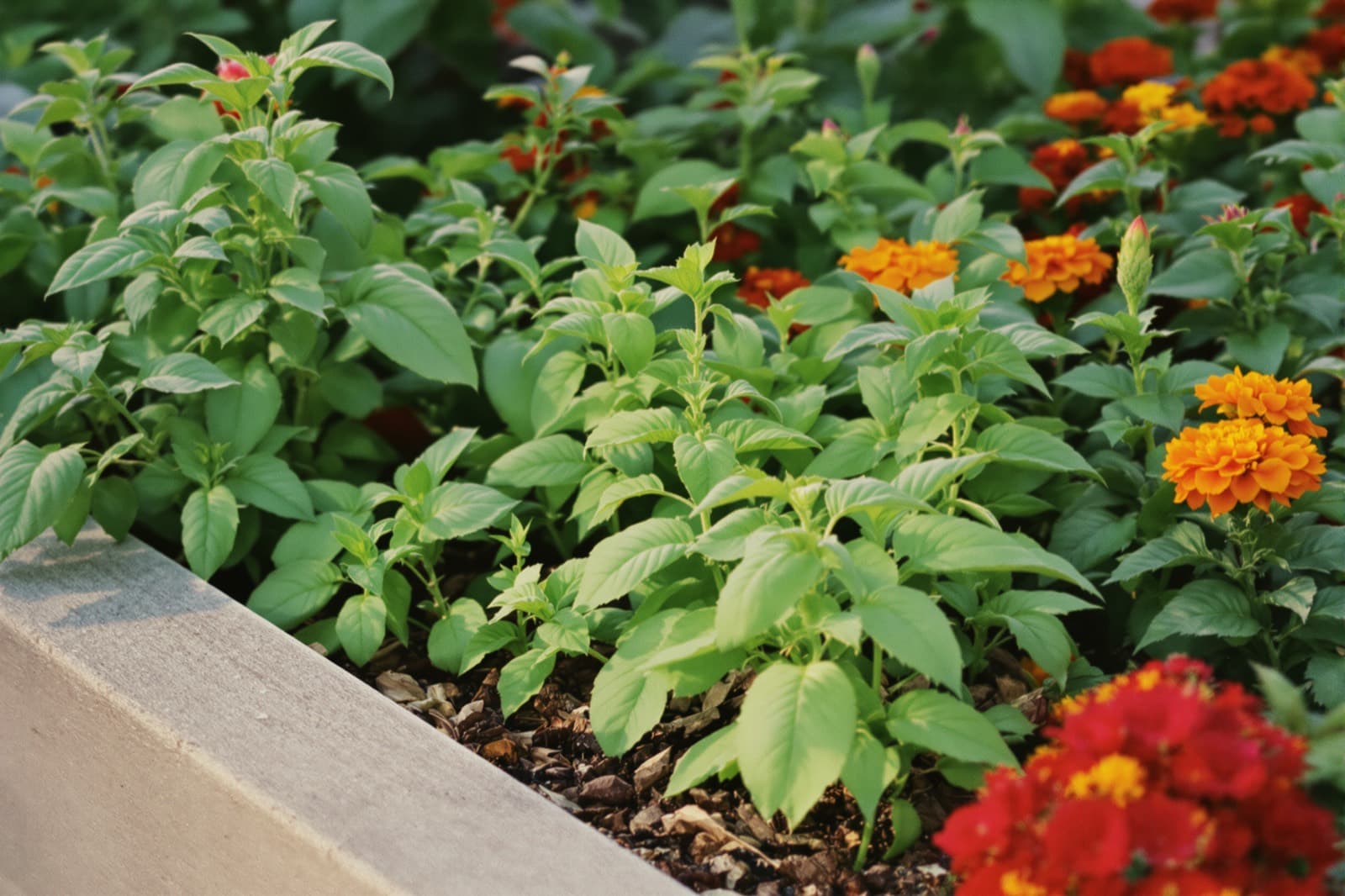 Raised bed with mixed vegetables