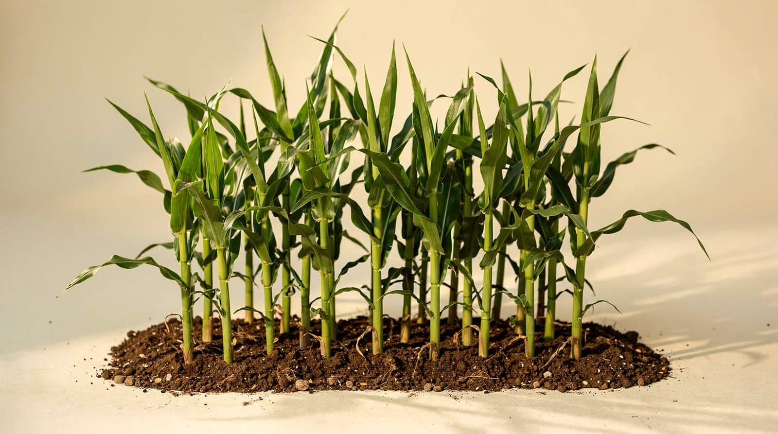 Sweet corn plants in a home garden