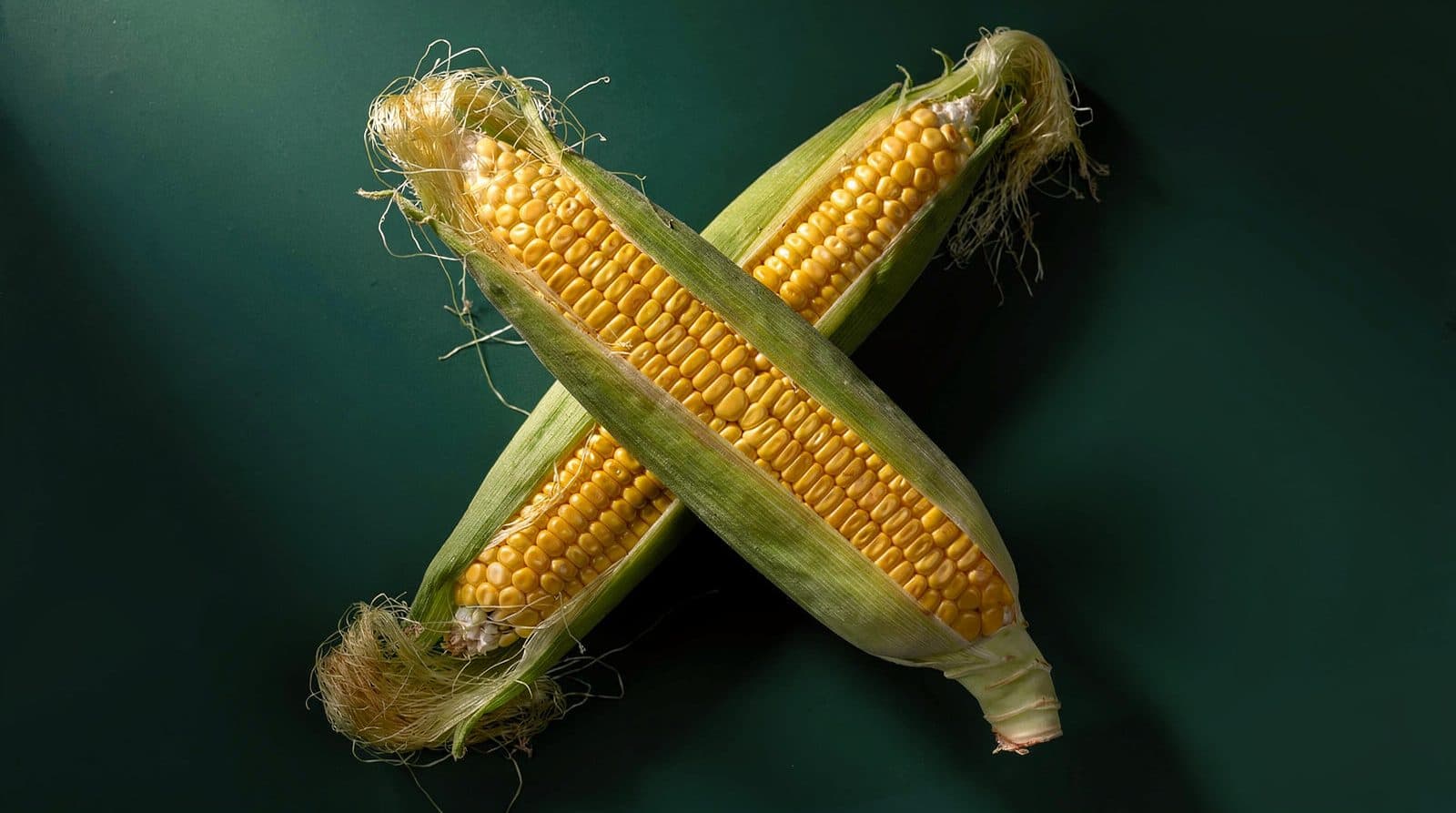 Sweet corn ears in even light