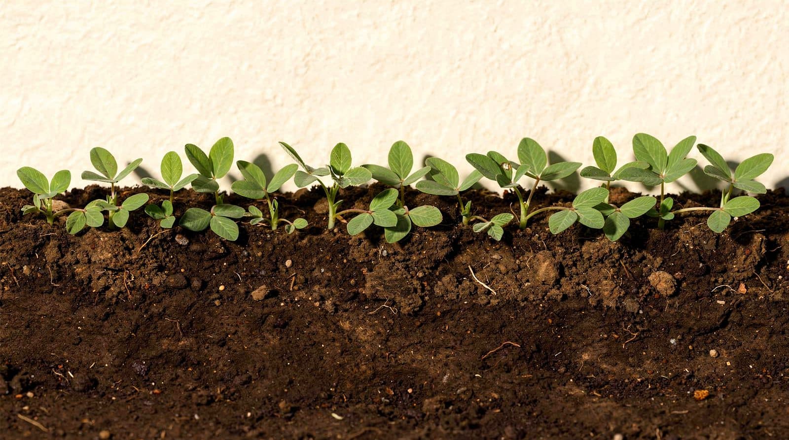 Cowpeas in a home garden bed