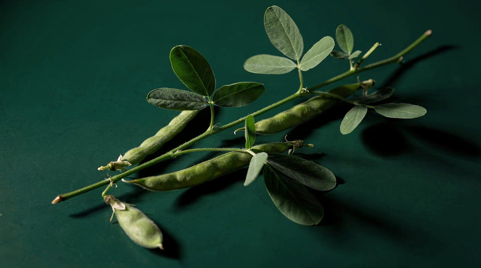 Cowpea plants in even light