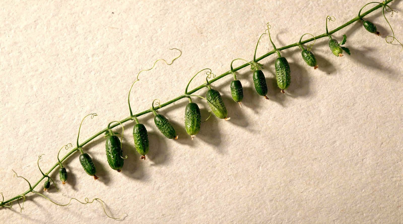 Cucumber vines in a field row