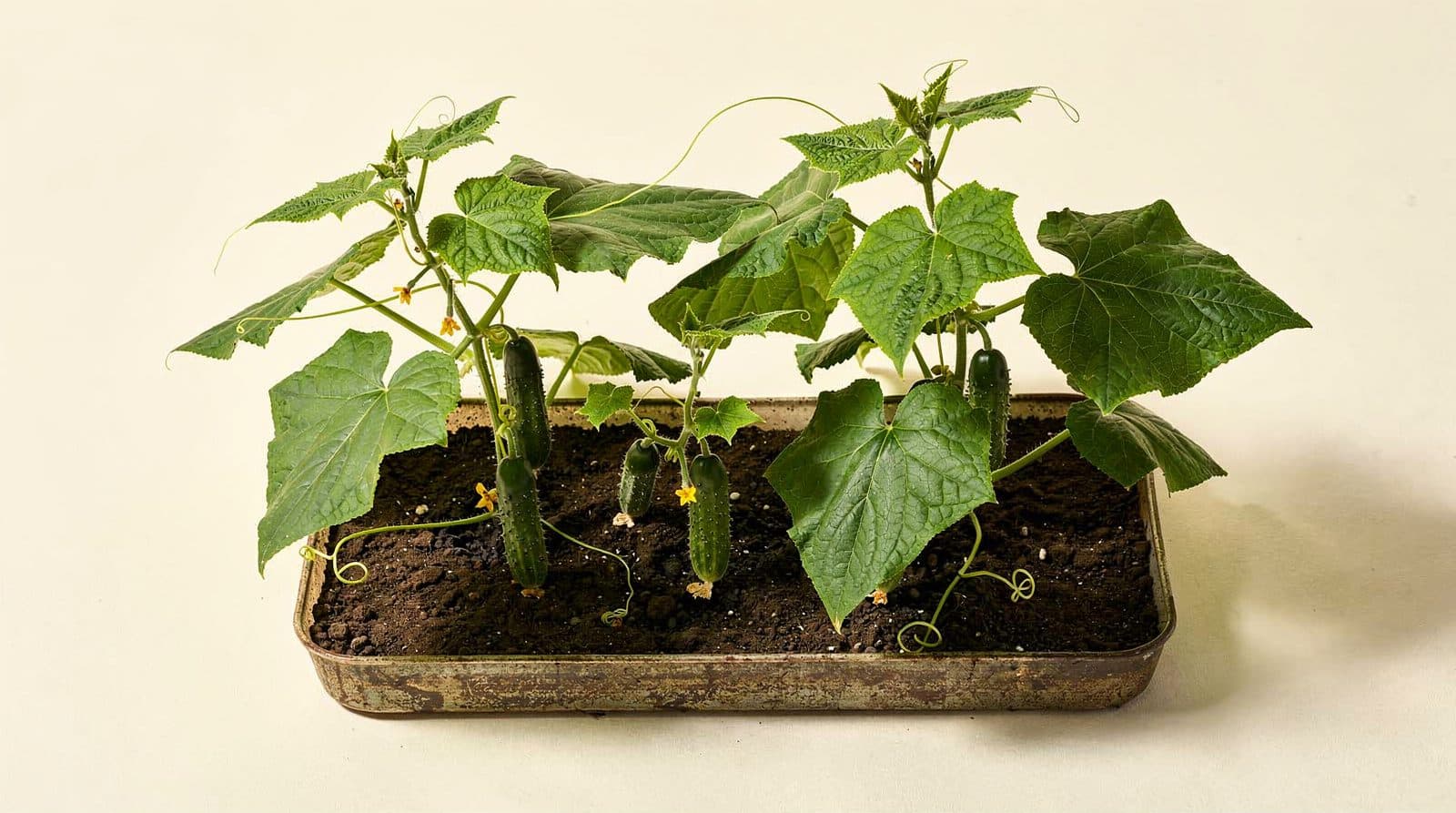 Cucumber plants in a home garden