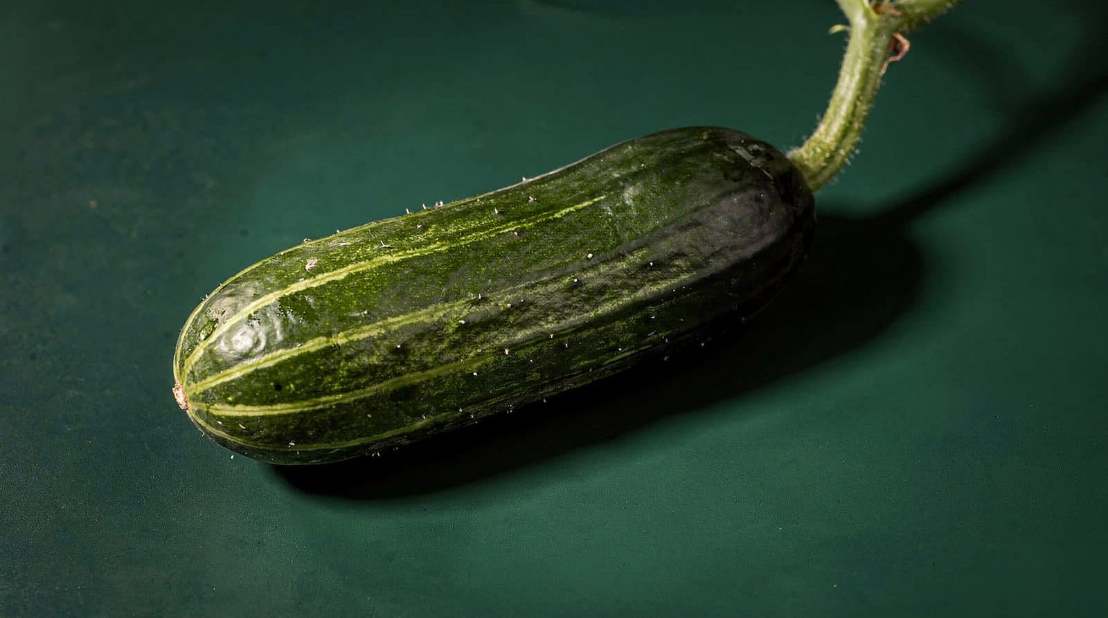 Cucumber fruit on the vine