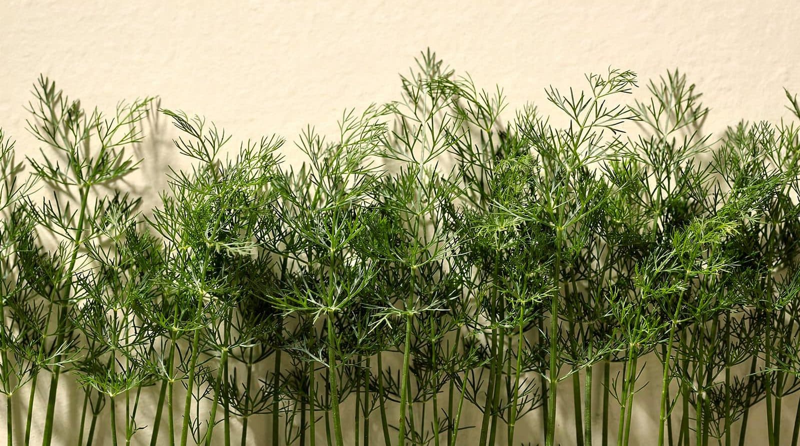 Dill plants in a field row