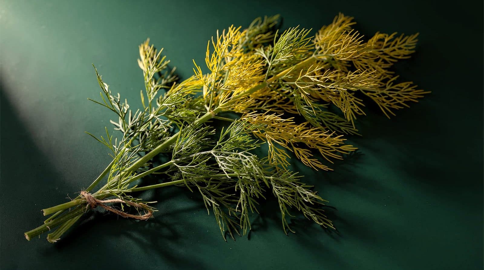 Dill foliage in even light